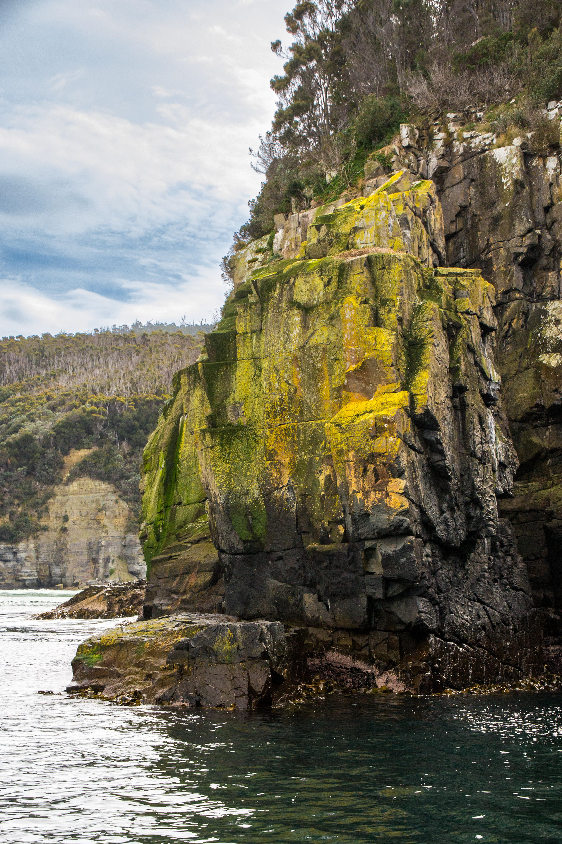 Green and gold......the colours of Australia.