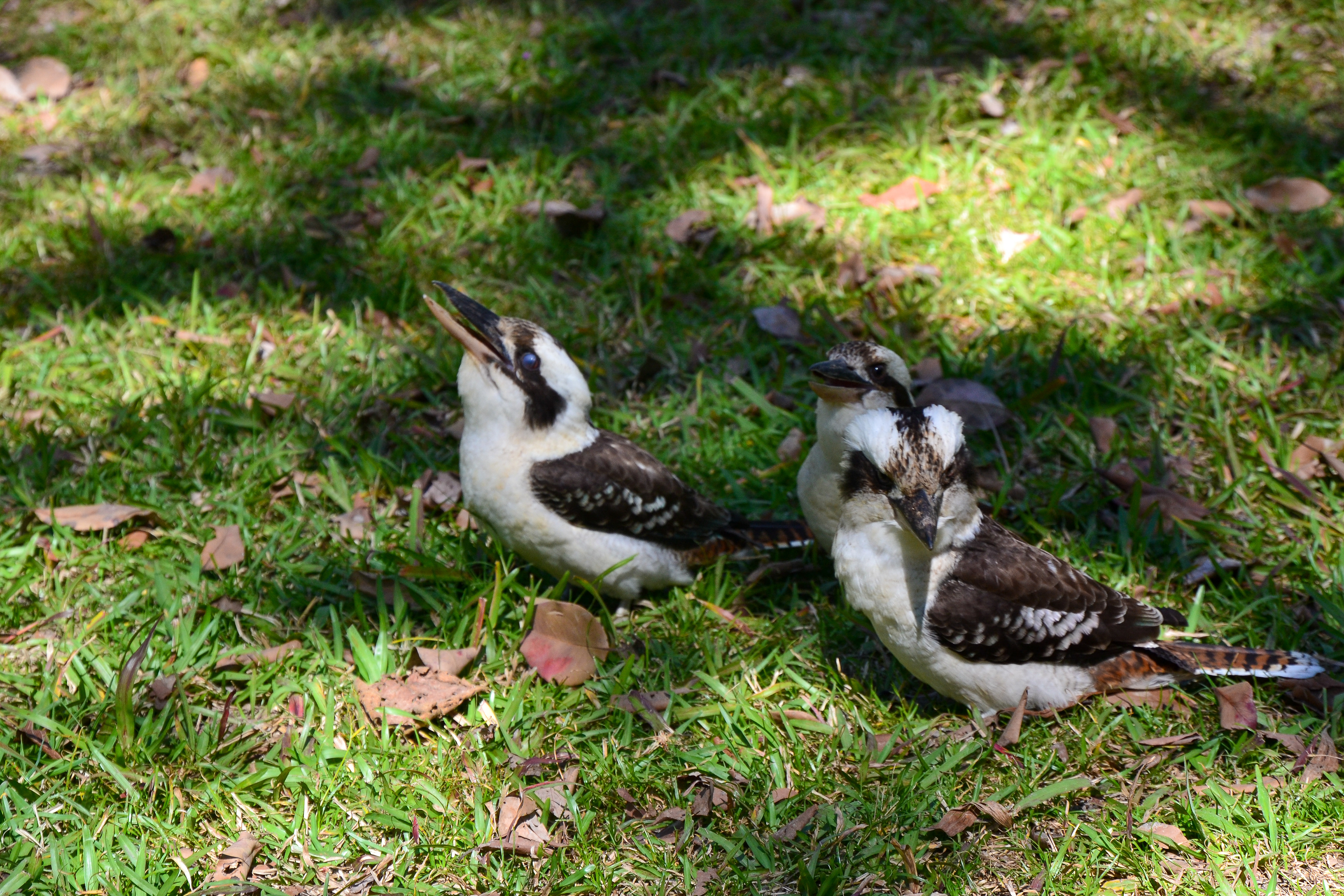 Laughing Kookaburras perform for food at Finch Hatton.