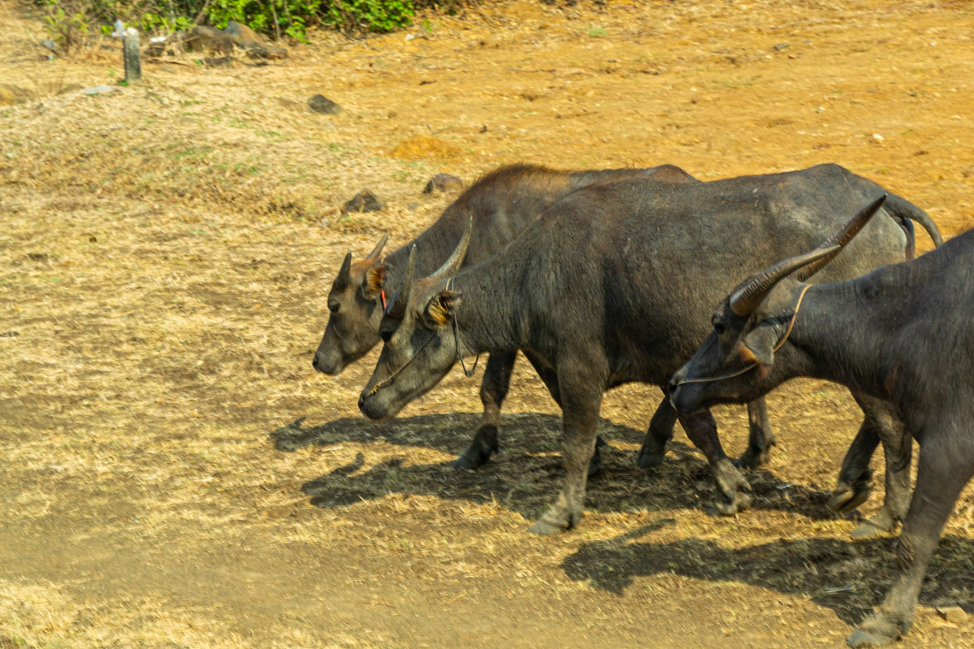 Water buffalo.