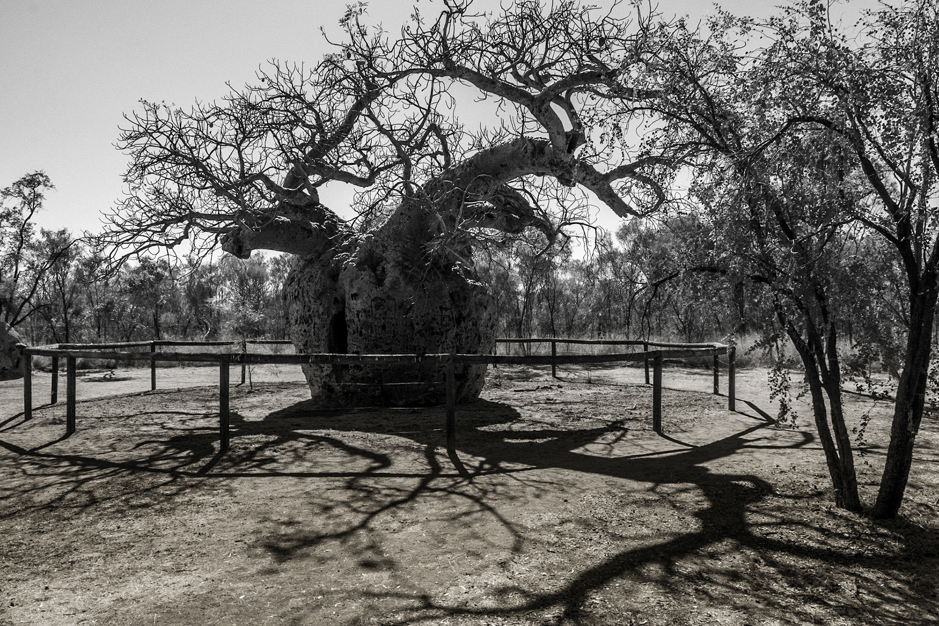 The Infamous Prison Boab Tree
