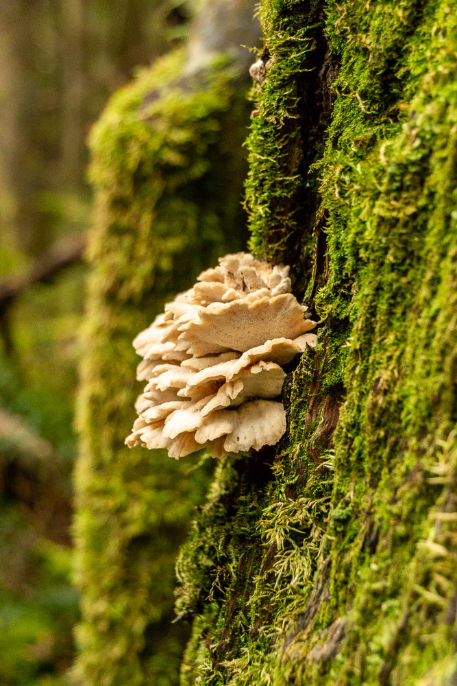 Fungii joins the moss and lichen eking out a life on this tree-trunk.