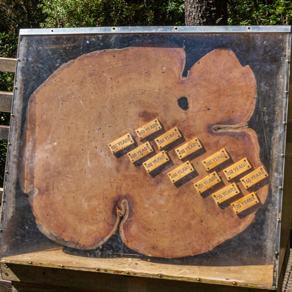 The growth rings of a giant Huon Pine reveal the ages.