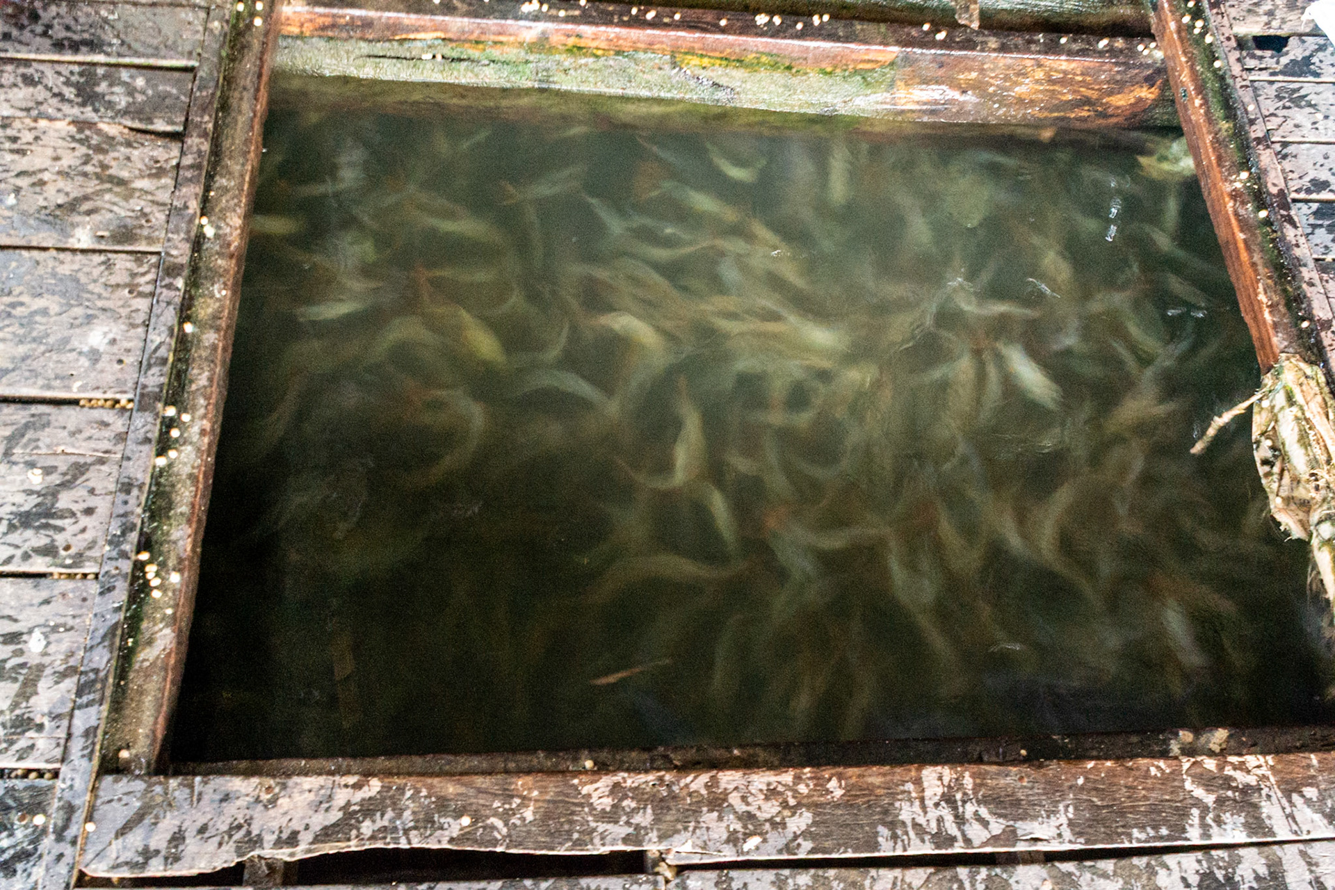 Tanks often contain up to 100,000 fish.