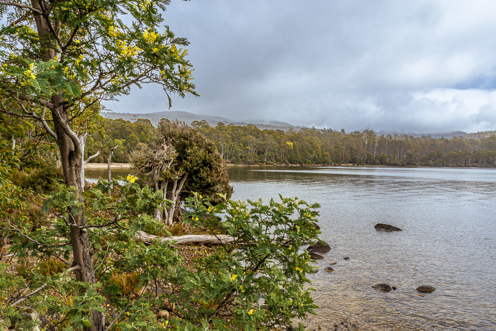 We take in Lake St Clair on an overcast day and spot a few pops of colour amongst the trees.