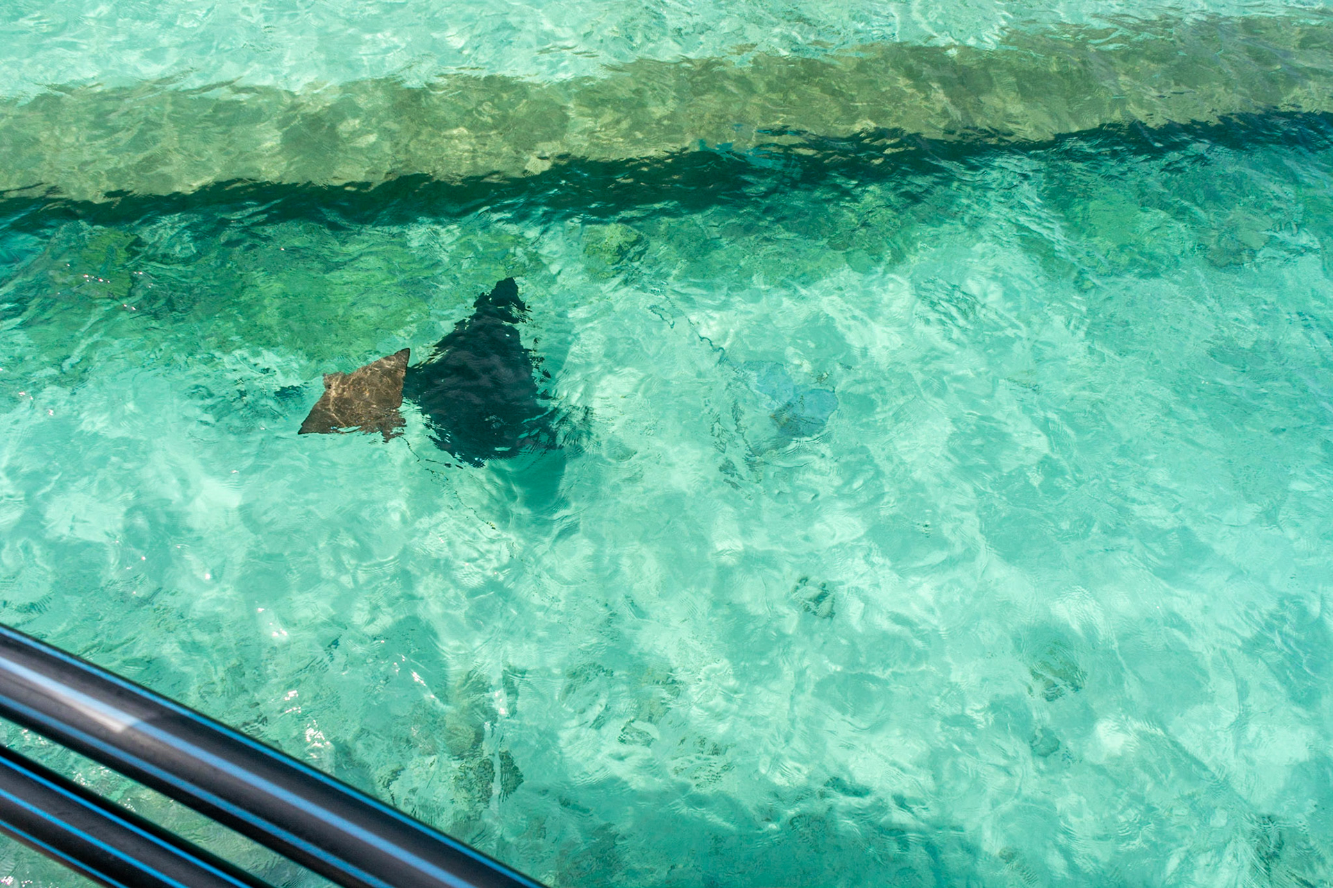Crossing paths, an Eagle Ray swims over a Whiptail Ray.