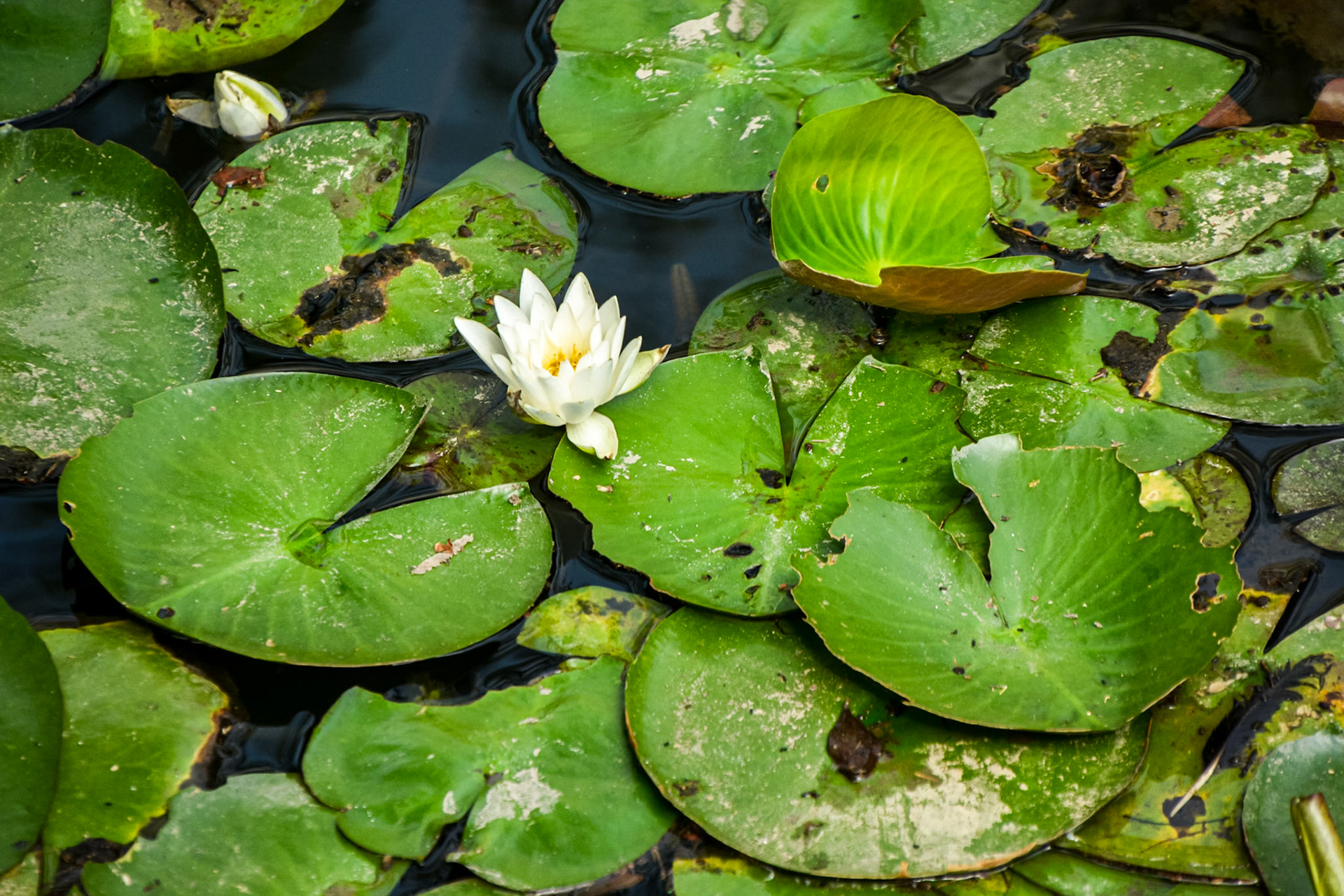 Lotus lilies
