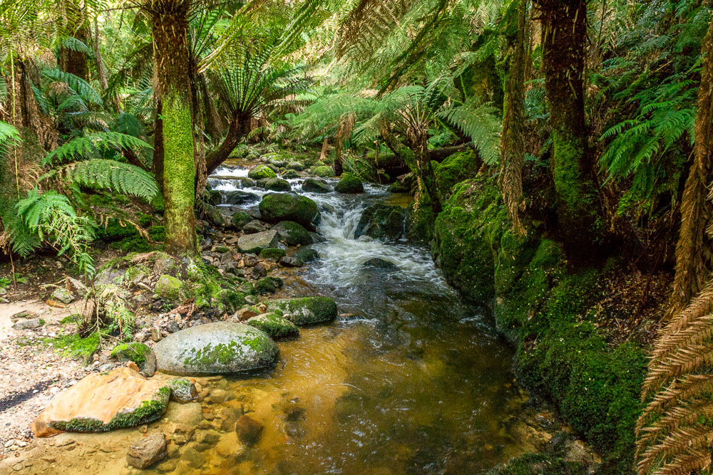Tree-ferns line the stream banks we make our way to the base of St Columbia falls.