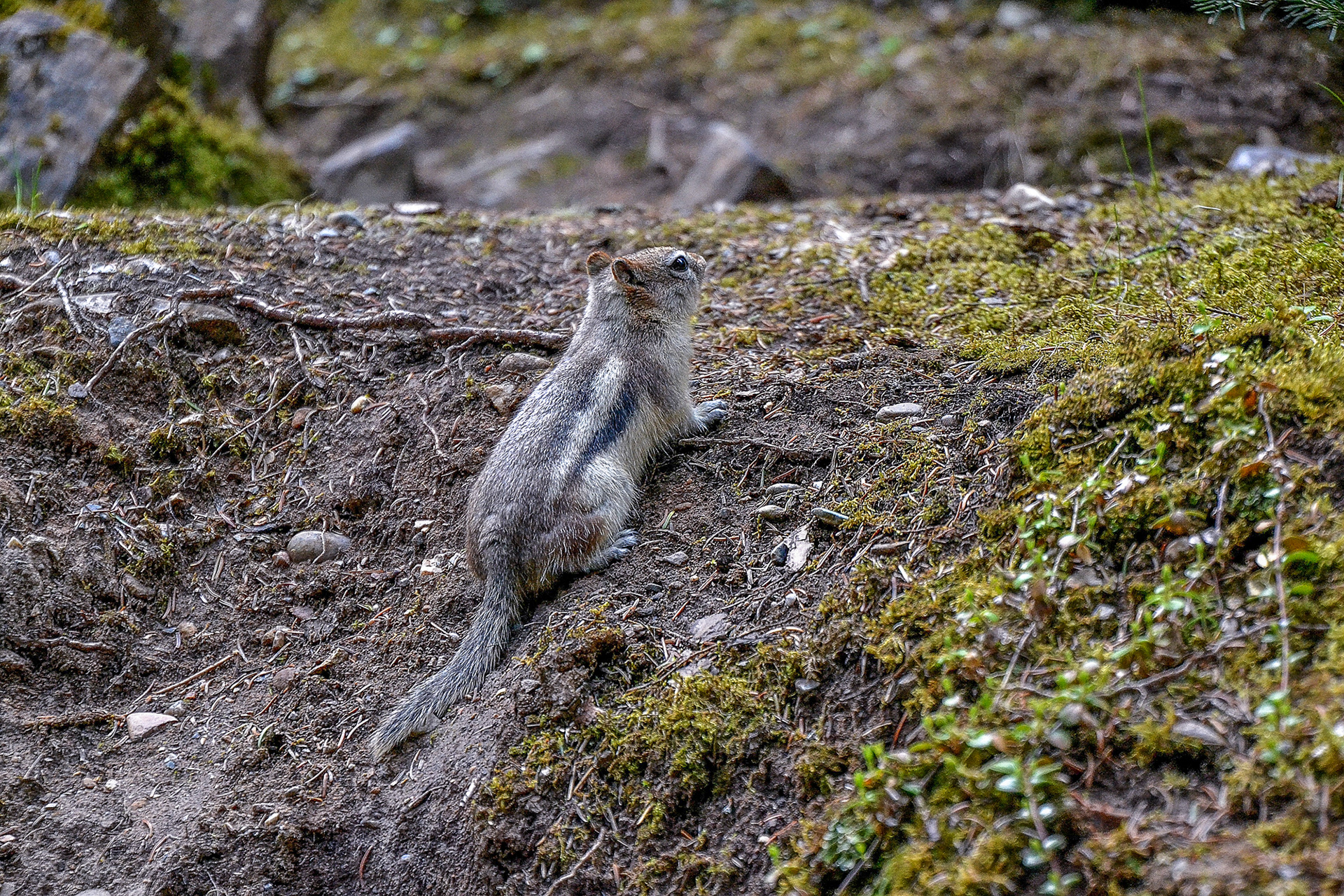 A Golden Mantle Ground-squirrel poses on the banks of the gorge.