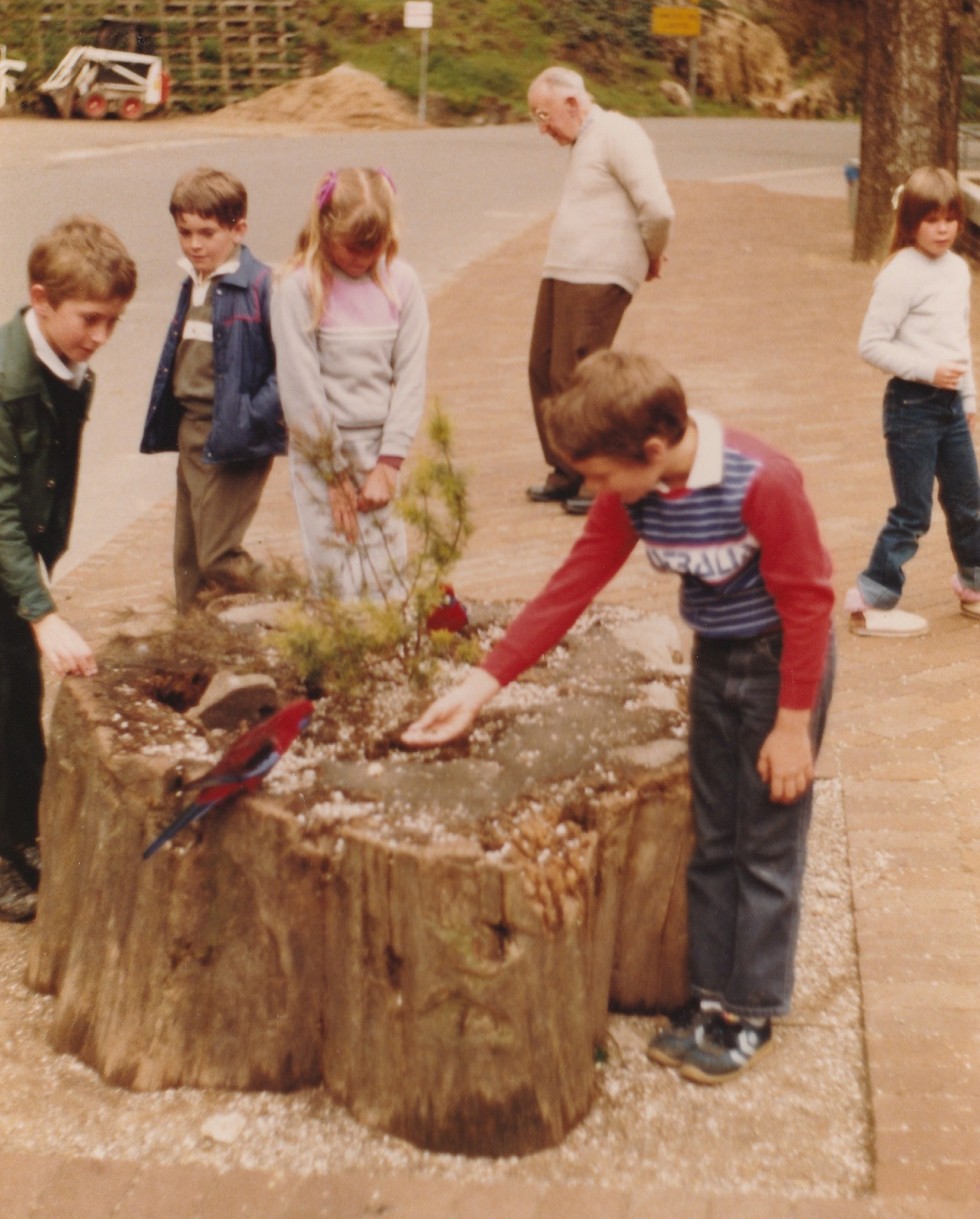 Matt - feeding a Crimson Rossella, Jenolan