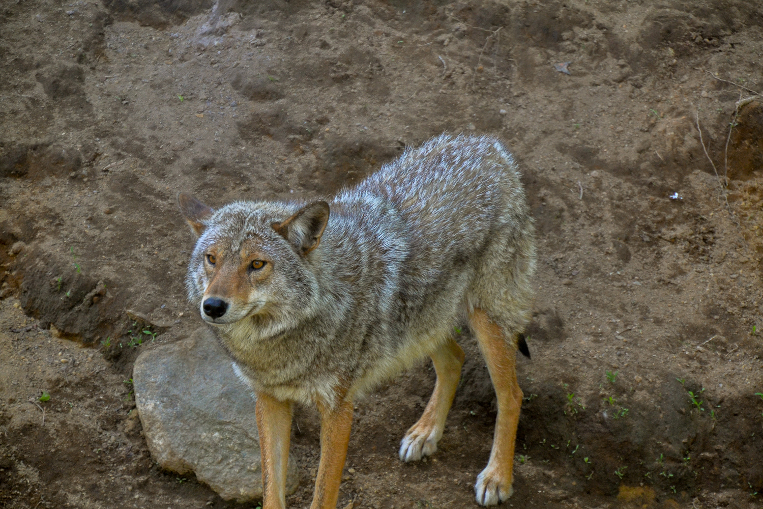 A Grey Wolf is watchful as we pass by.