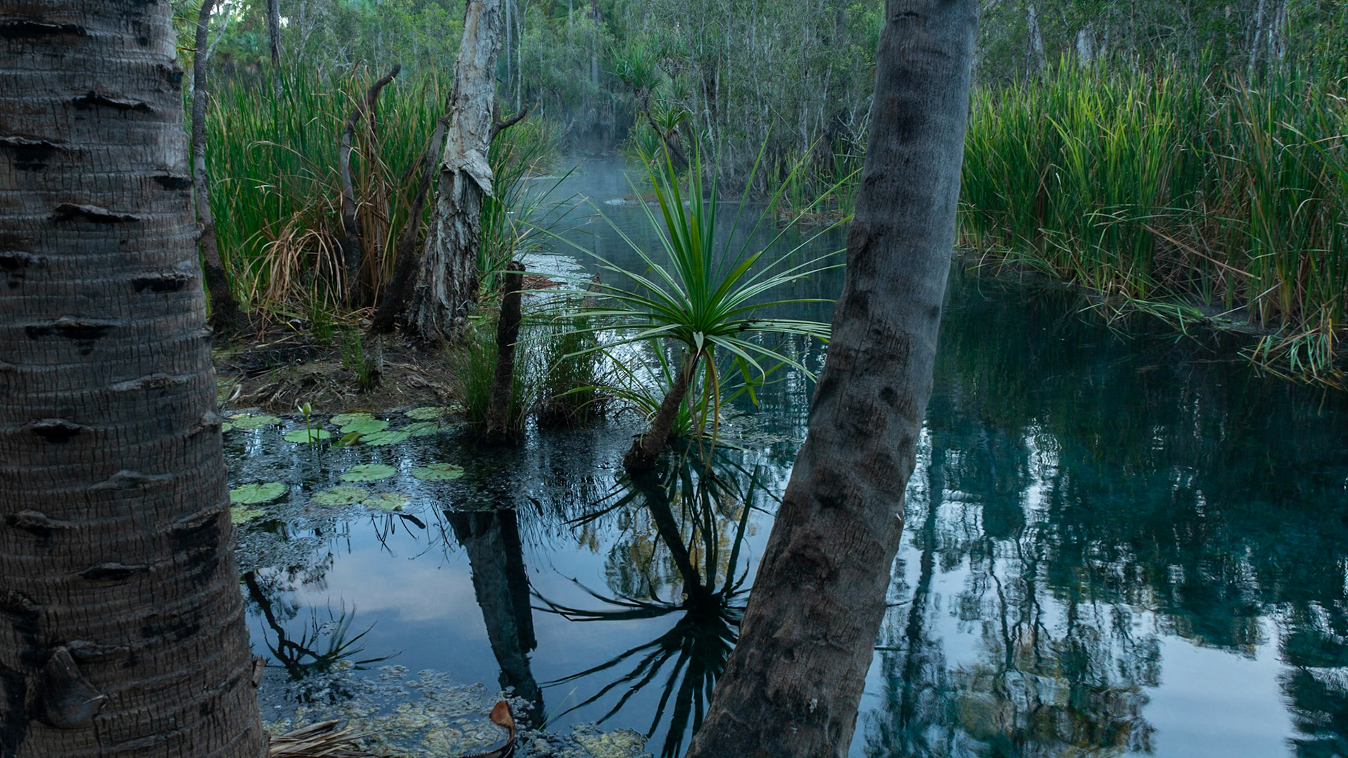 Bitter Springs ........ an oasis in "We of the Never-Never" country