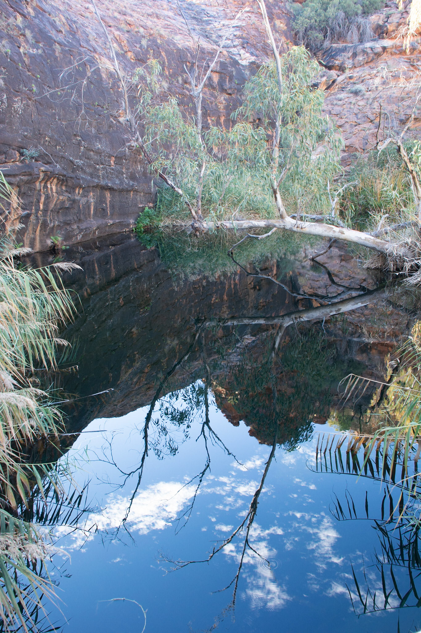 Kathleen Springs a permanent spring at the base of rock in the George Gill Range