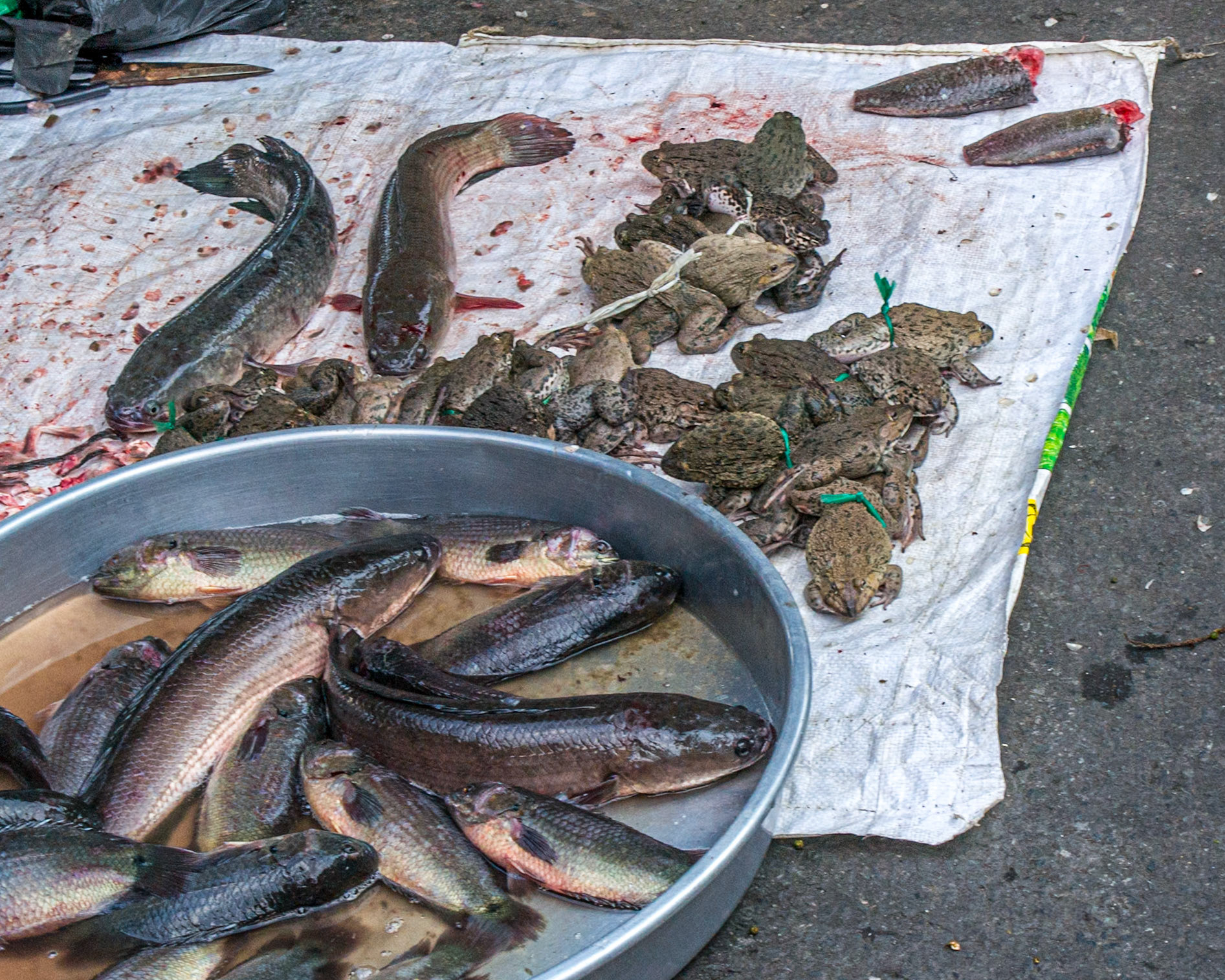 Eel-tailed fish and live frogs on offer.