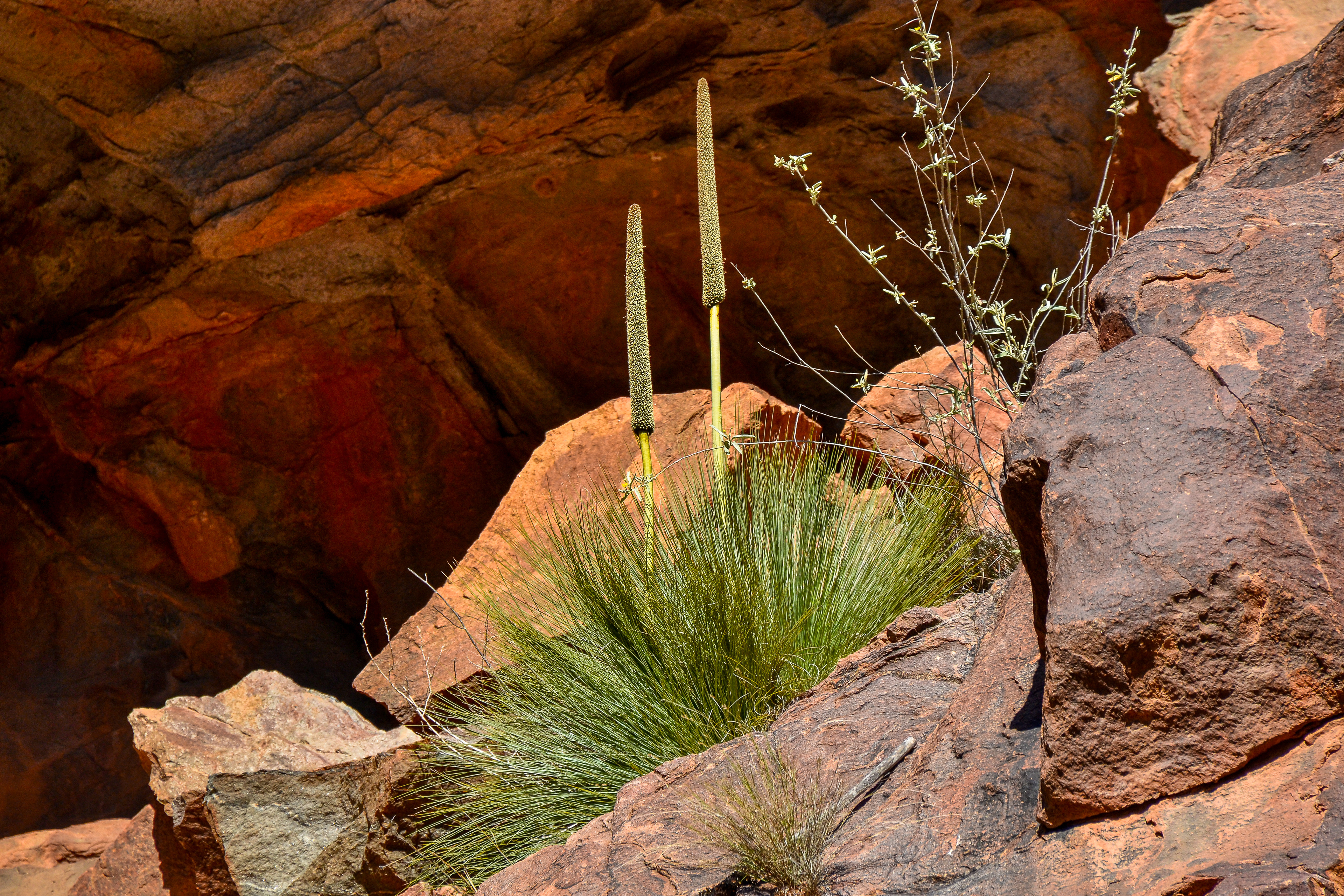 Spectacular flower spikes of a grass tree contrast the ochre walls of a rock cave in the background.