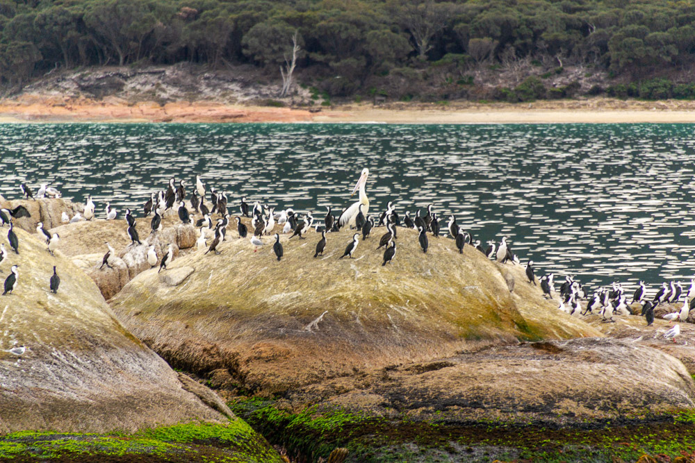 A Pelican upsets the pecking order on this rocky outcrop.