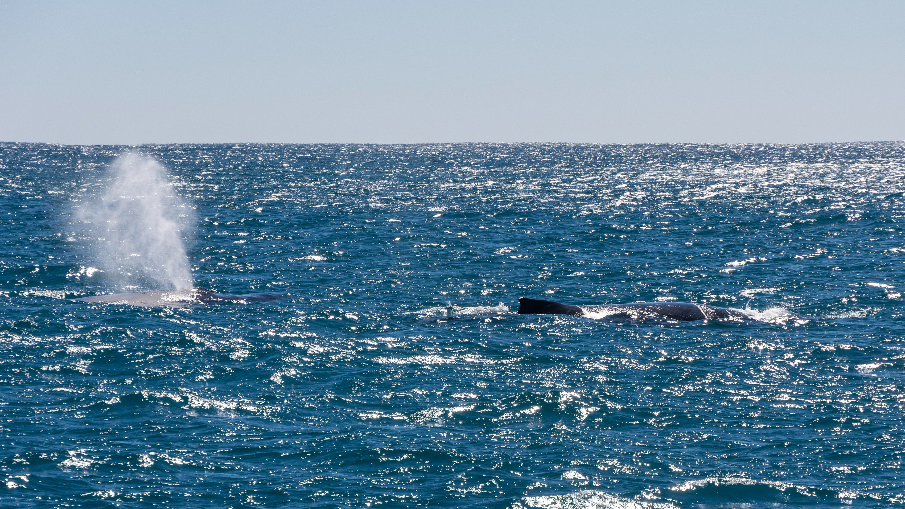 "There she blows"........... a family of Humpbacks surface nearby
