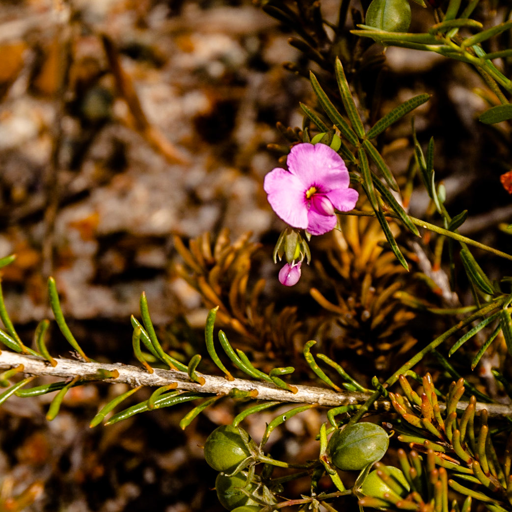 Wildflowers of all shapes and colour abound throughout the park.