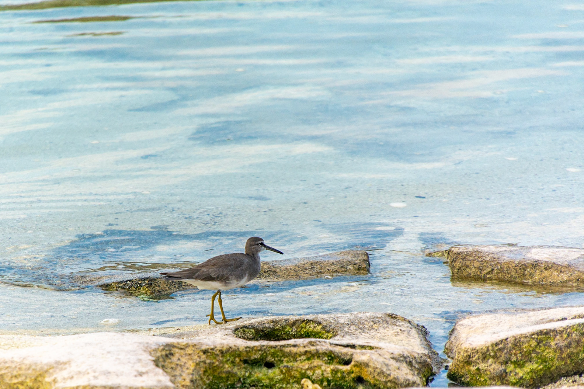 Common Sandpiper