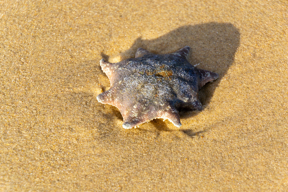 An Octa-starfish