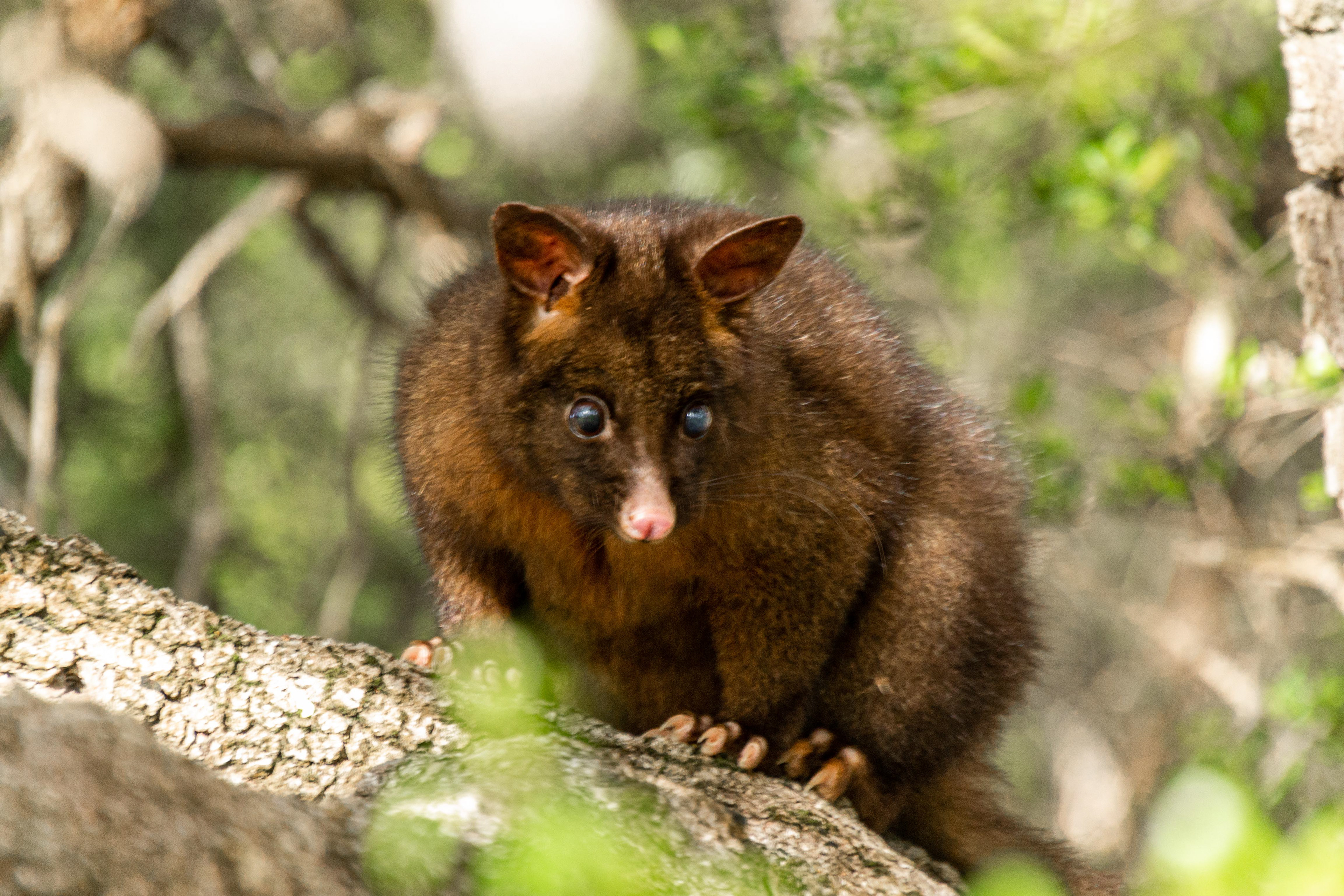 A Possum peers down from above.