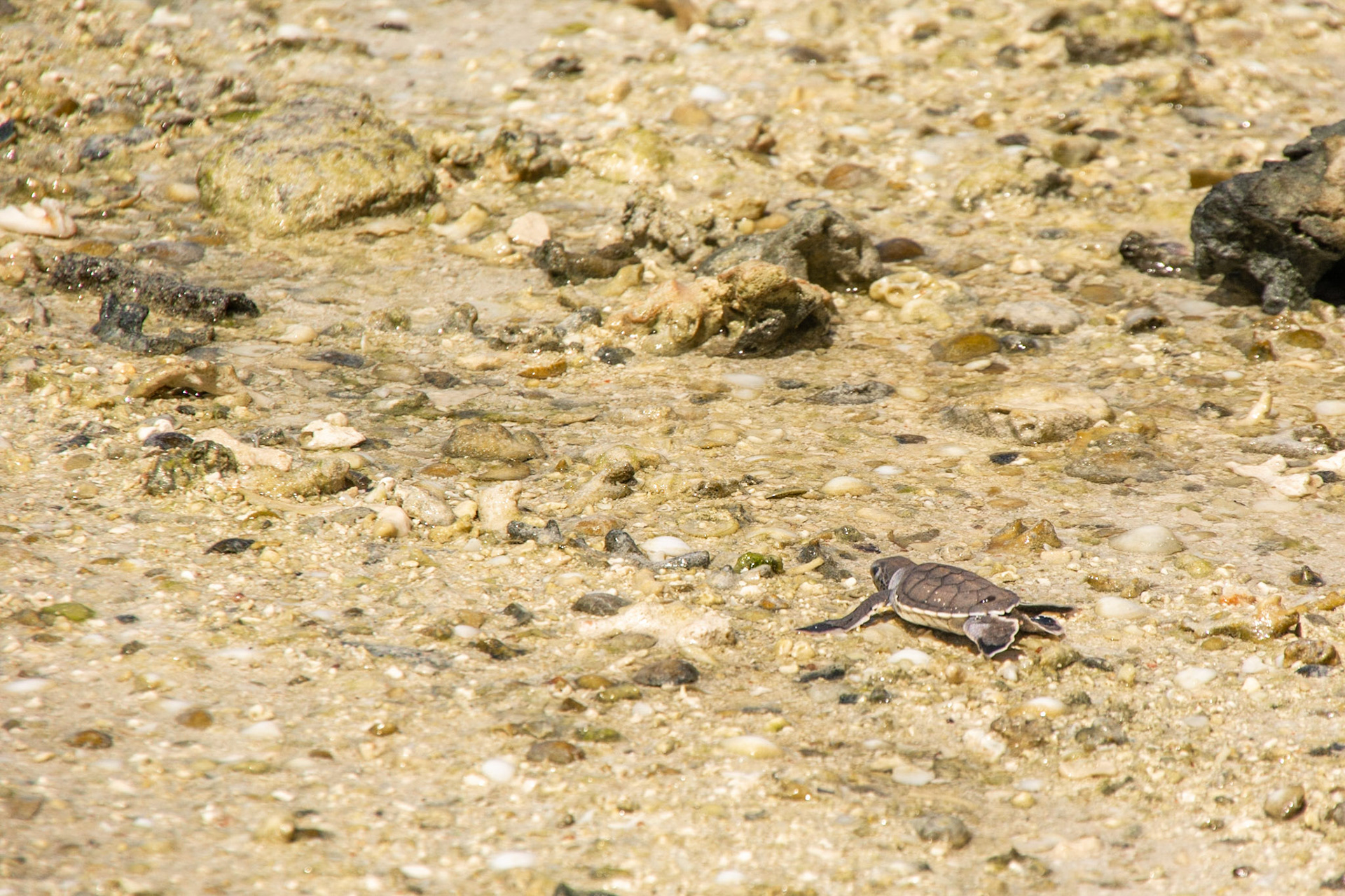 A Green Turtle hatchling makes tracks to the ocean.