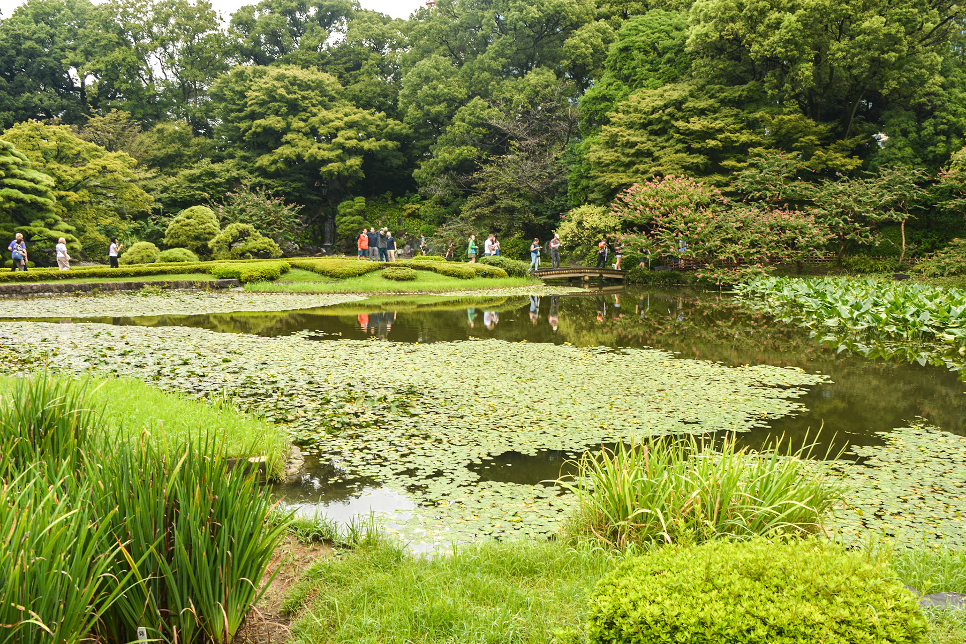 The meandering pathway leads us towards a low-level bridge over the pond, Ninomaru Gardens.