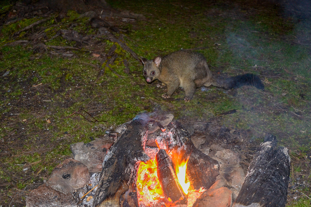 A Tasmanian Possum cautiously approaches our campfire, Lime Bay.