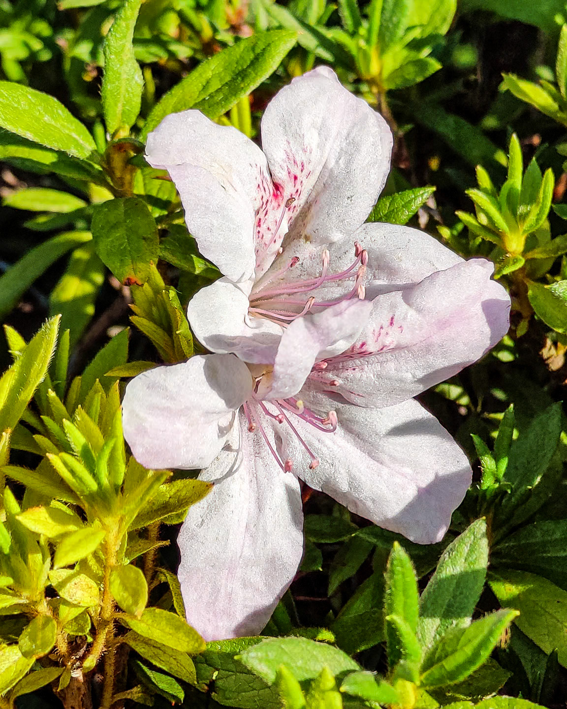 A lone Rhododendron bloom in the gardens at Odakyu Hotel de Yama