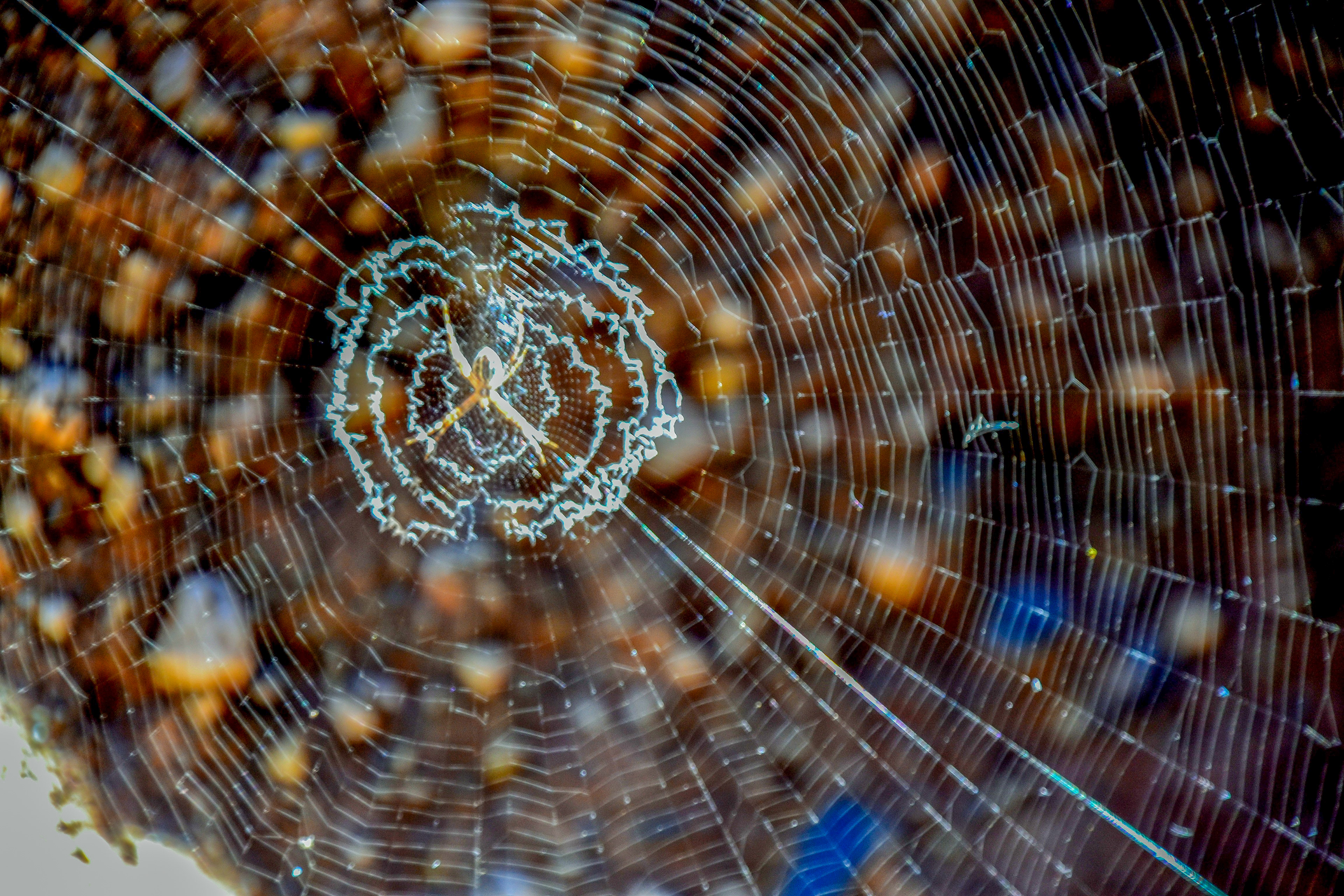 A Golden Orb spider spins its web on the rock face also.
