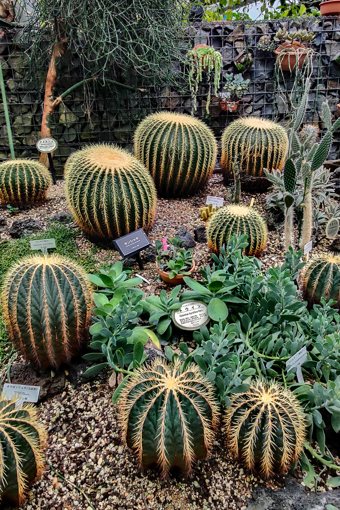 Shinjuku-Gyoen Gardens, cactus display.