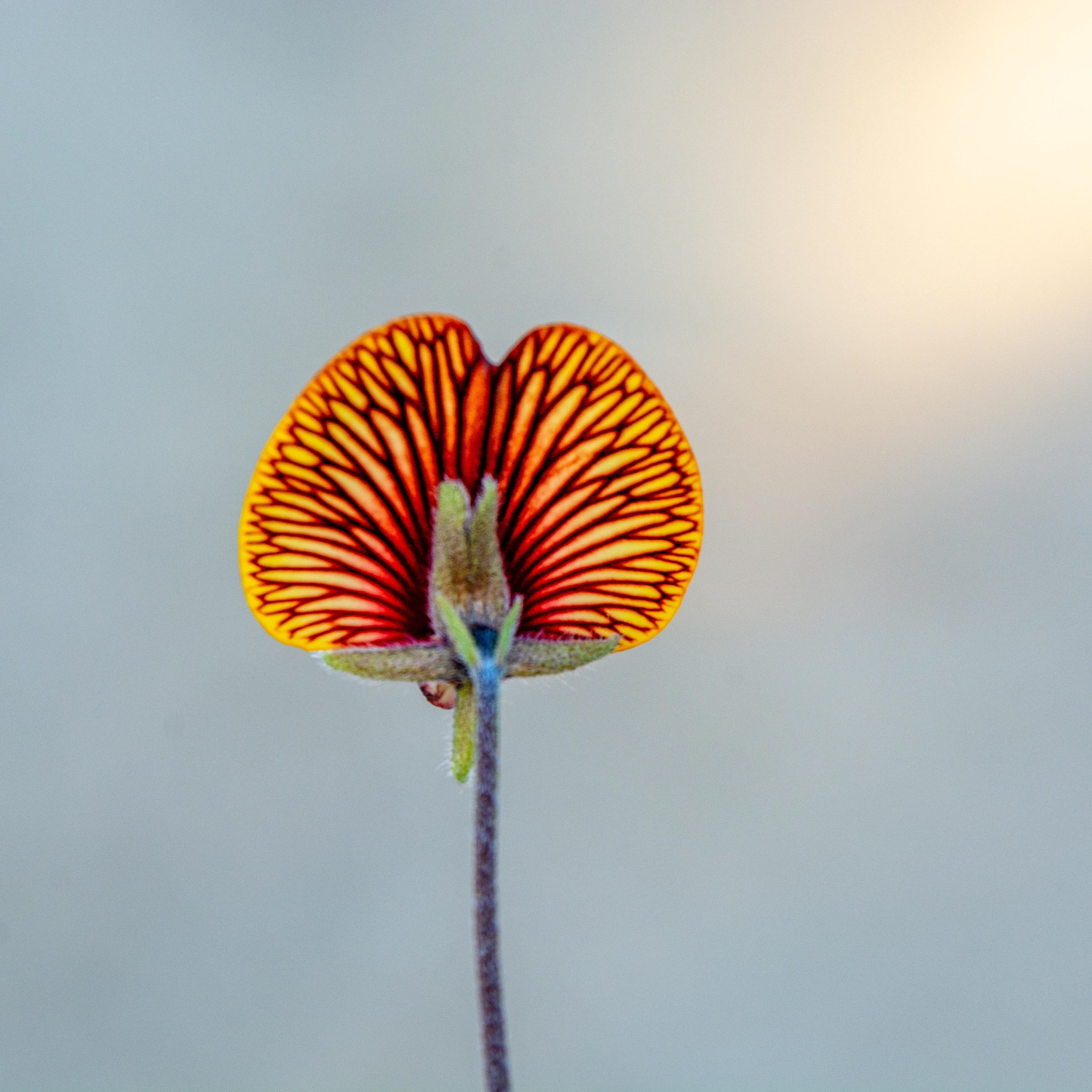 The striking veined back of the same flower