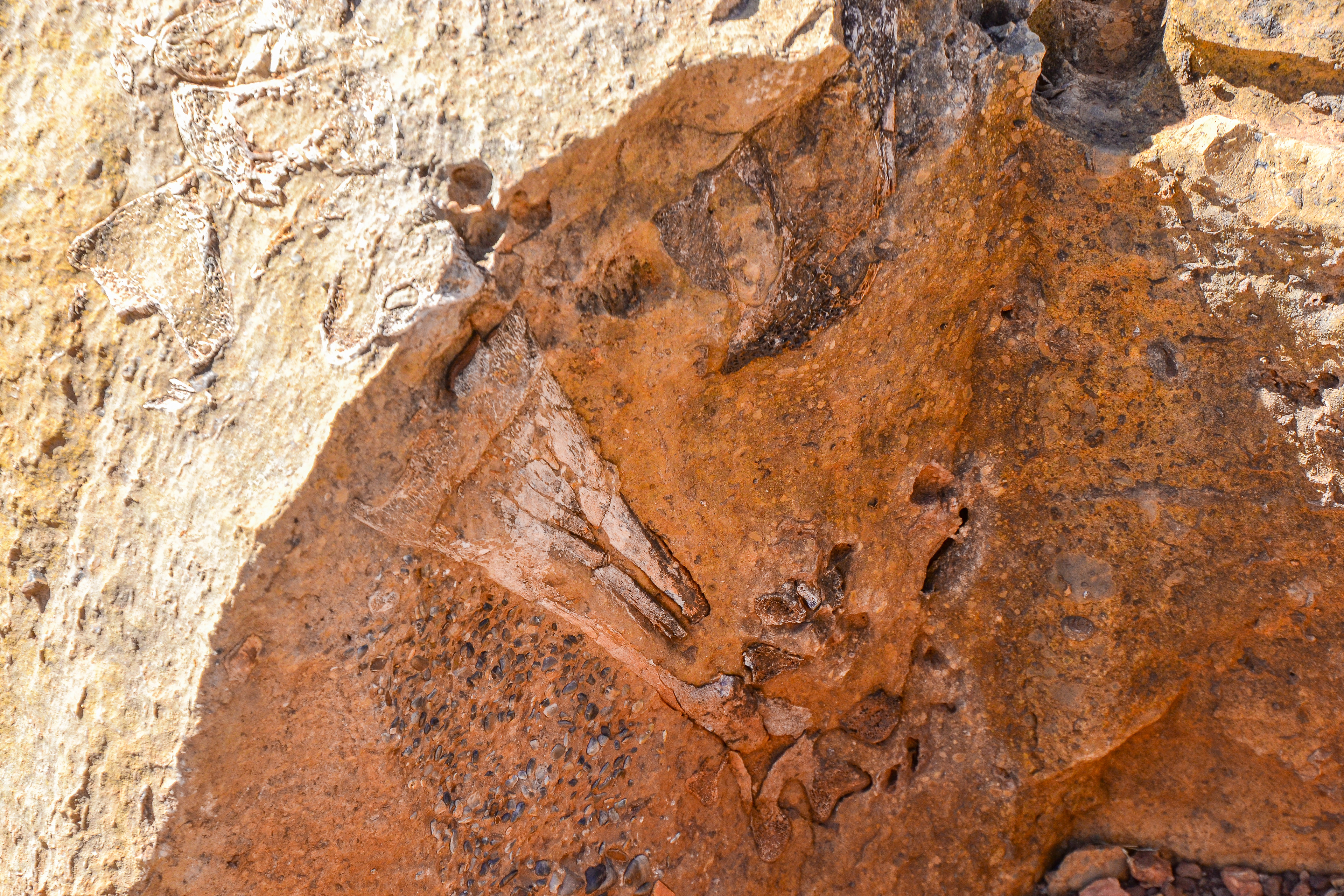 Big bird's fossilised drumstick and gizzard stones.