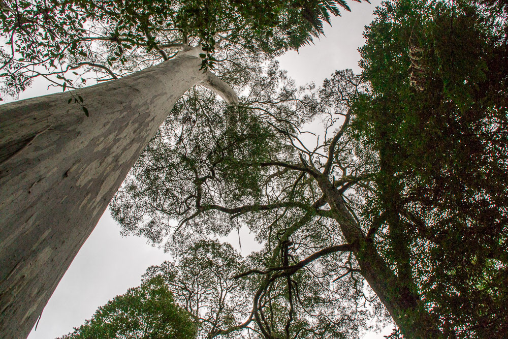 Evercreech Forest in Tasmania is home these majestic white gums, claimed to be the tallest of their speciesin Australia. Referred to as the White Knights.