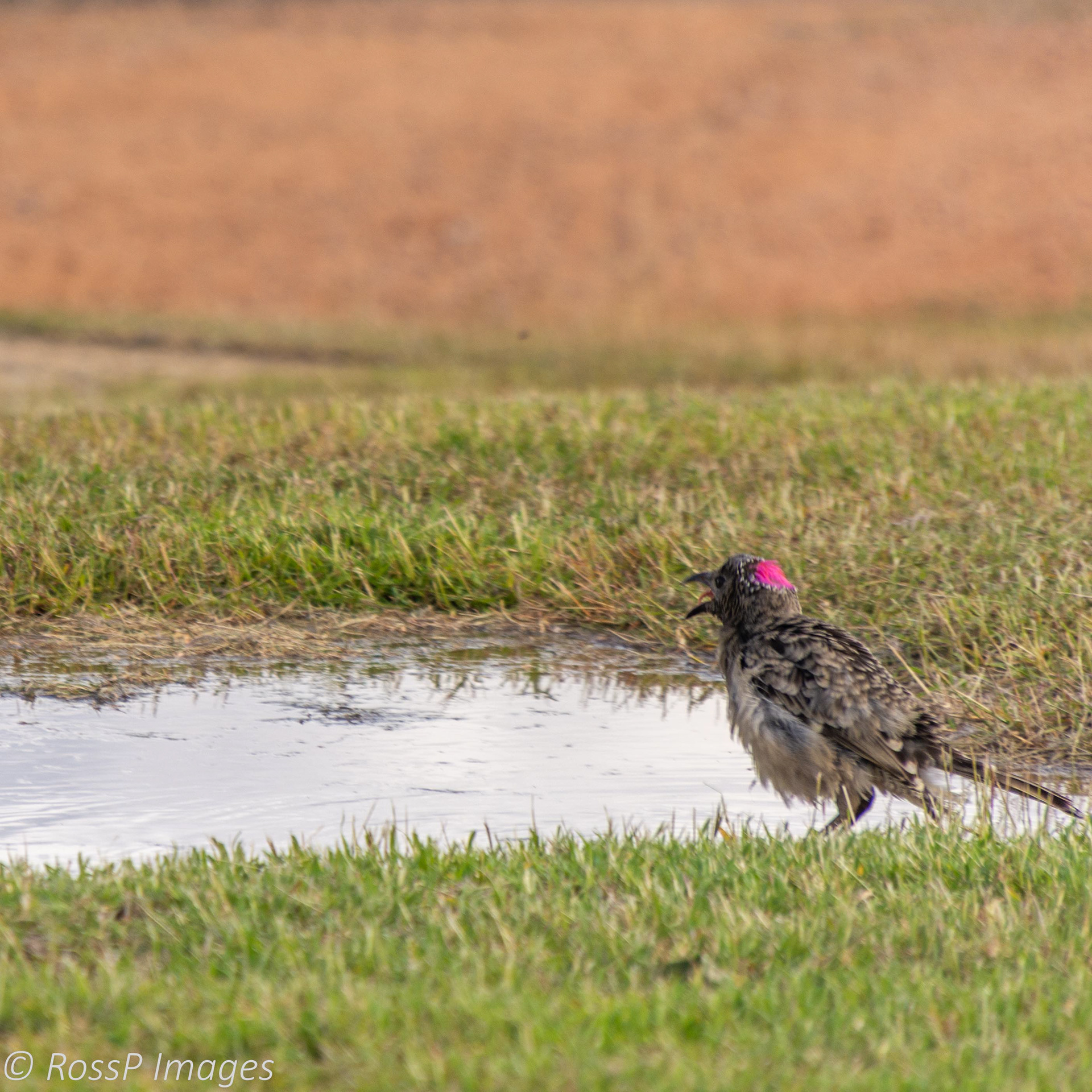 A Spotted Bowerbird displays its erectile pink crest on its nape while enjoying a bath in a puddle of water.
