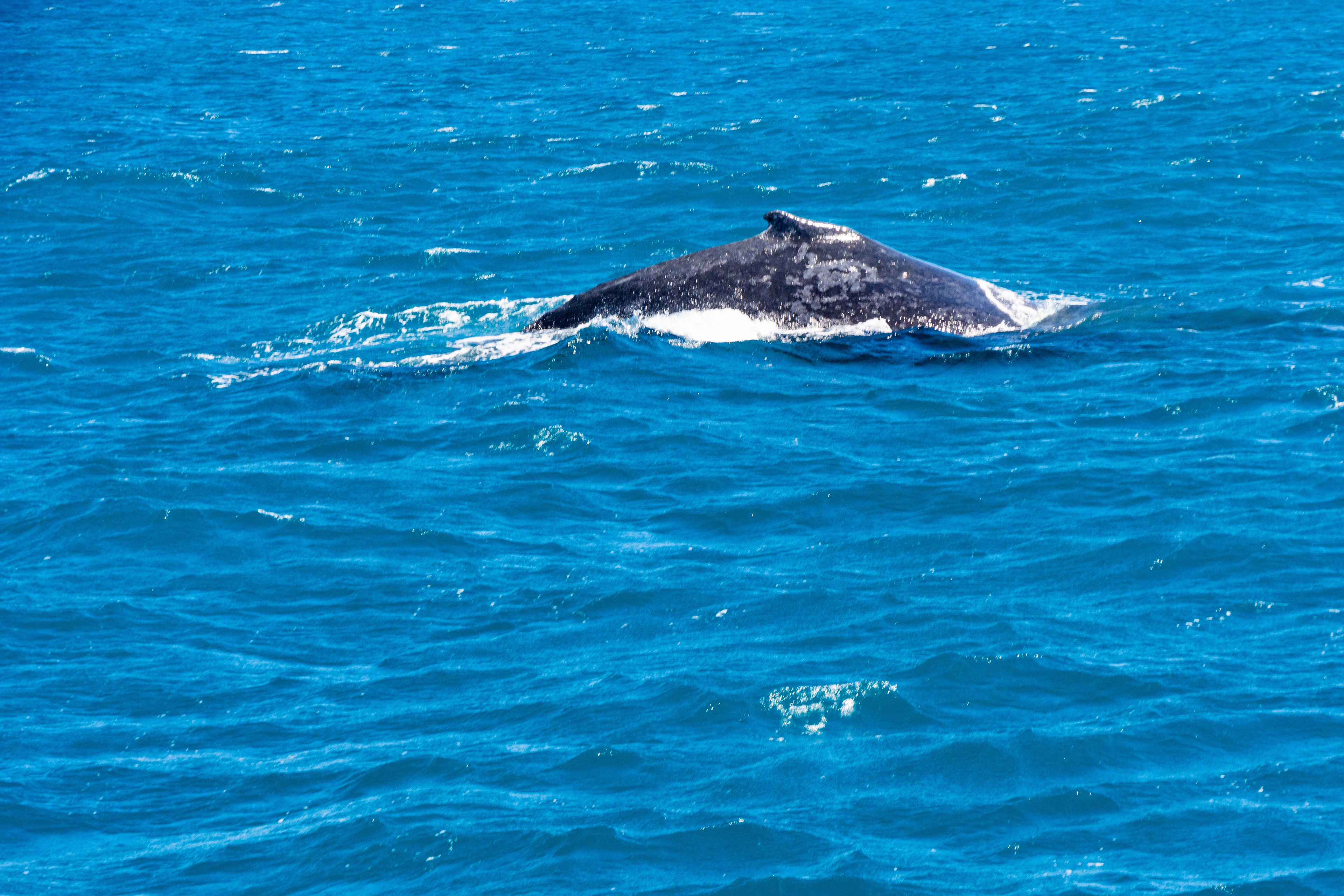 Humpback whales glide by