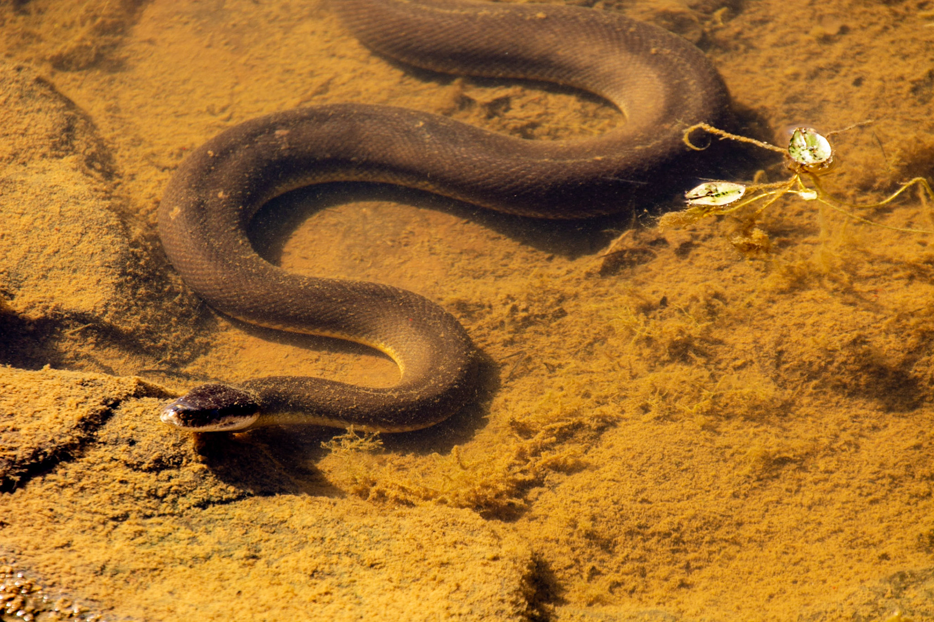 Keep River ........... A water python basks in the shallows of Cockatoo Lagoon