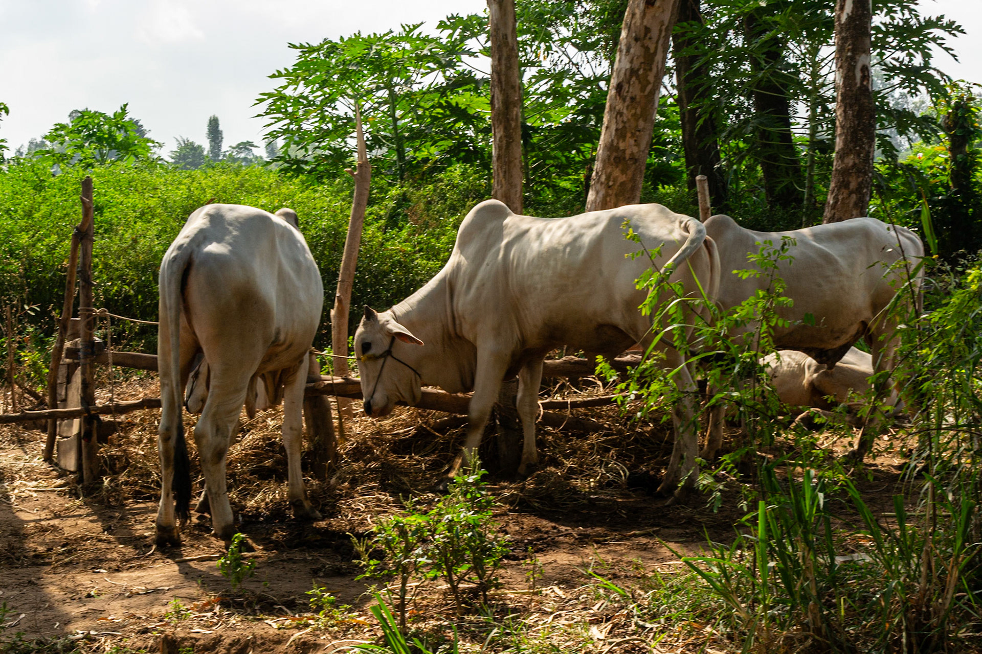 Beef farming in the Mekong delta.