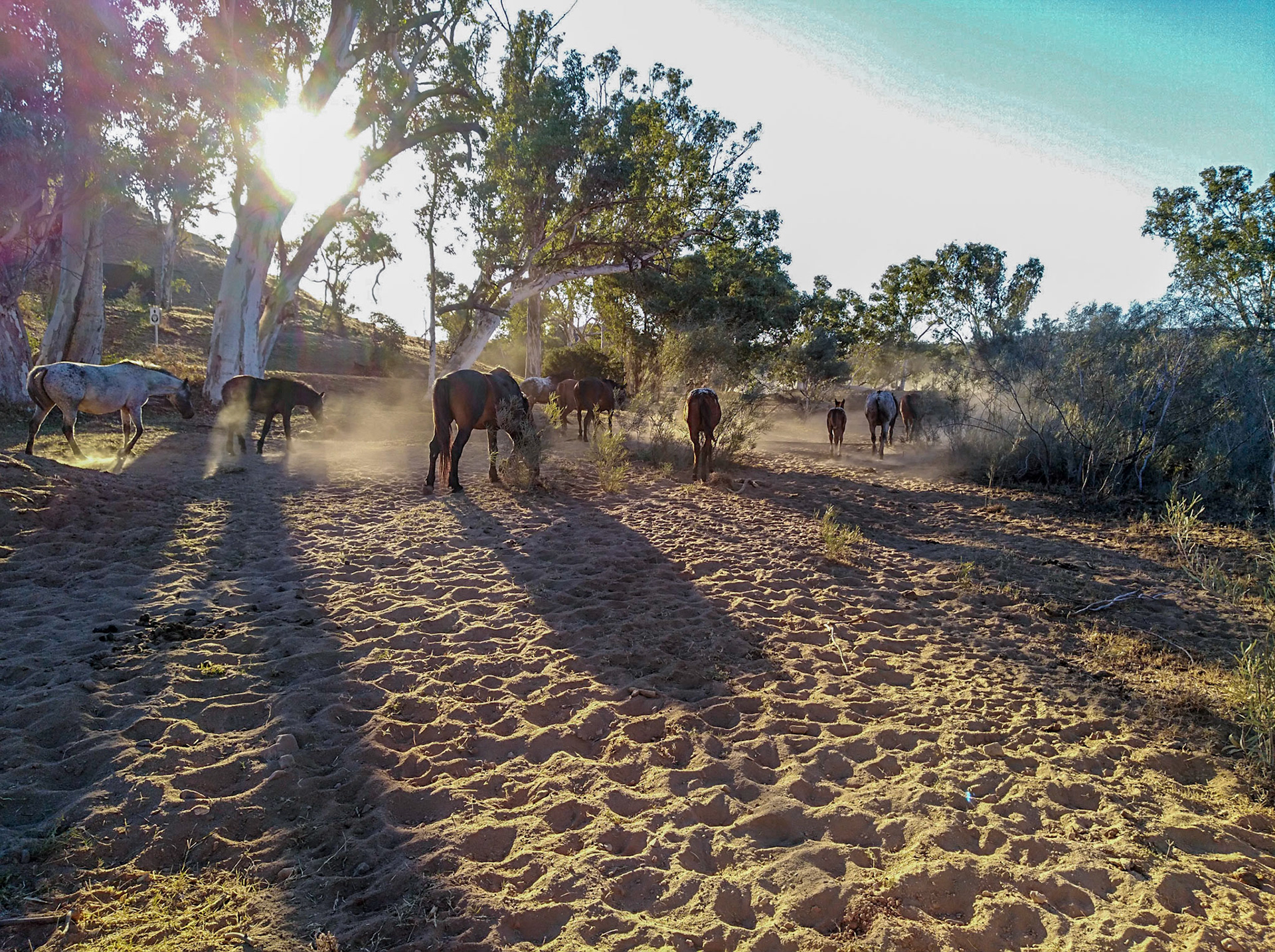 Brumbies make their way along a dry creek in the afternoon