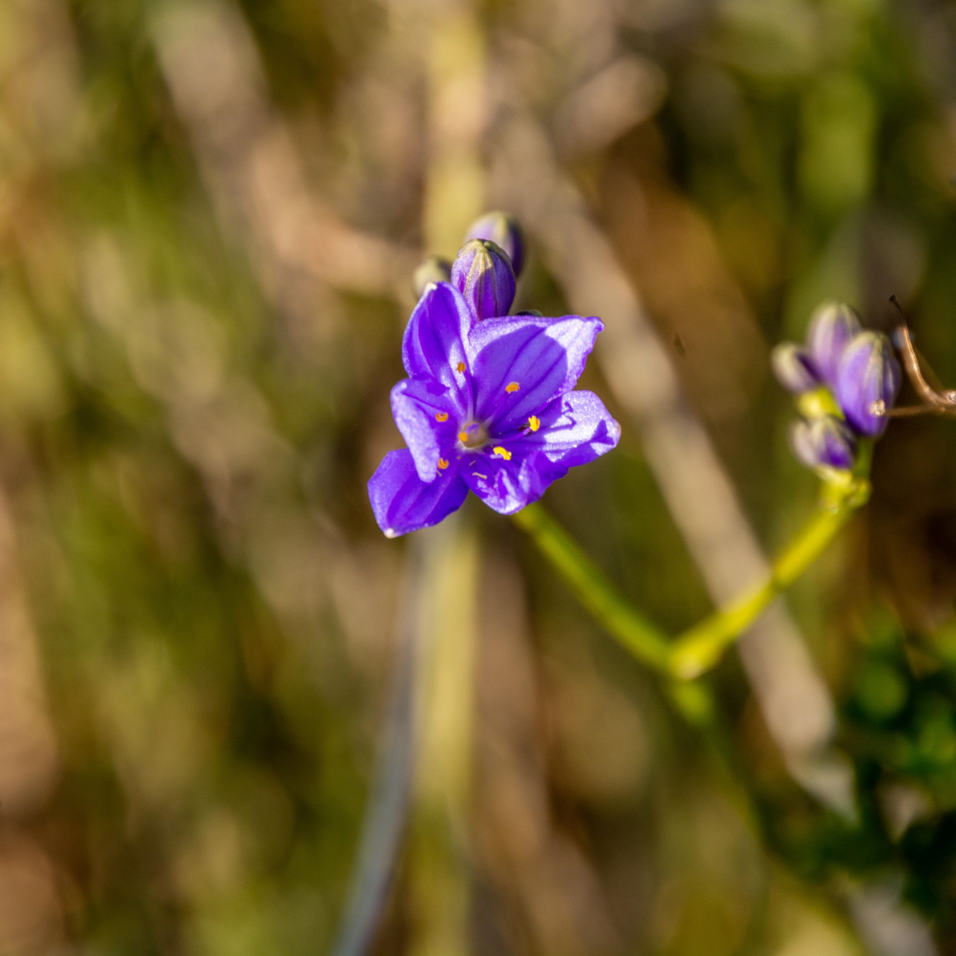 Arrowsnith - unidentified