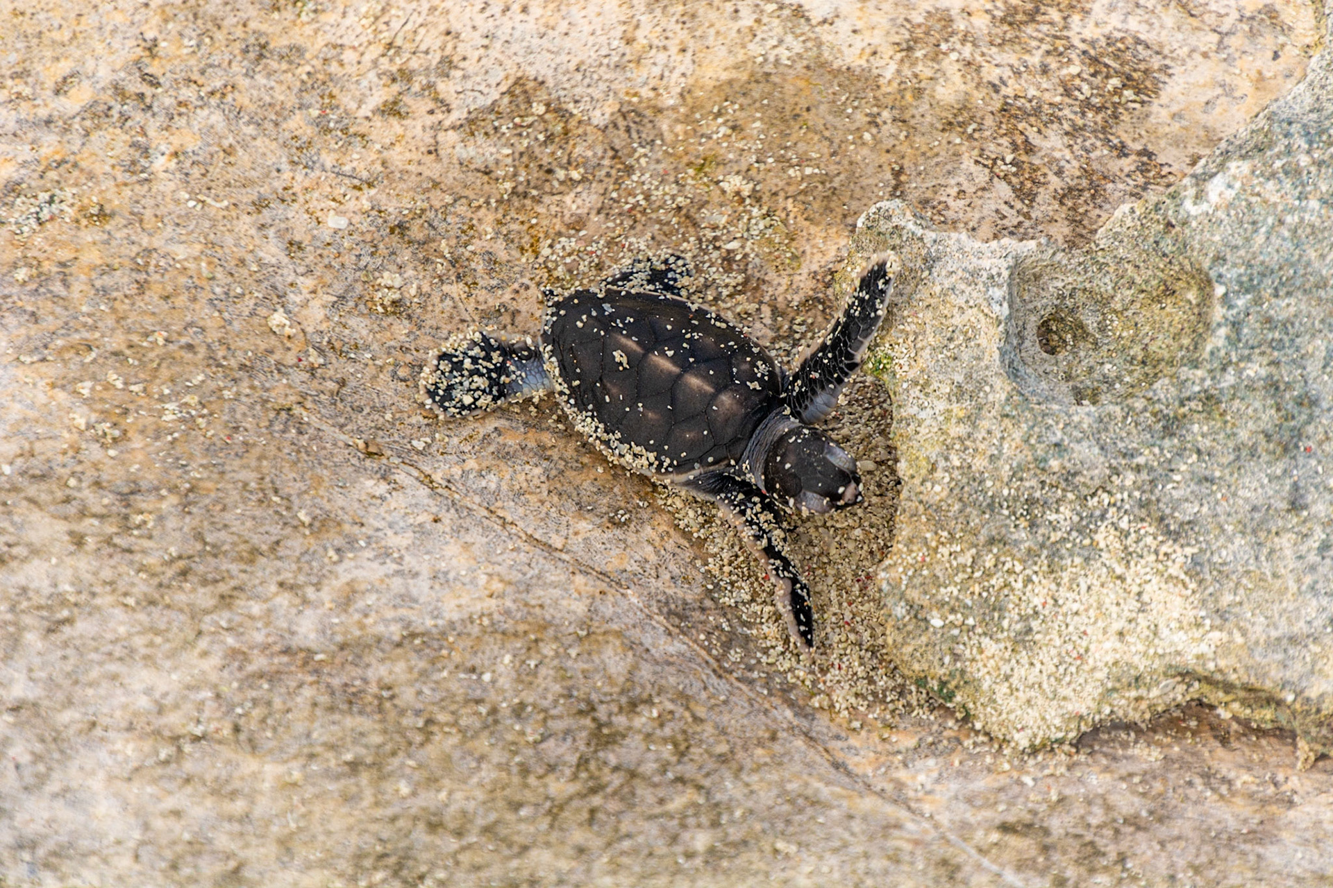This Green Turtle hatchling encounters an immovable object on its journey towards the ocean.