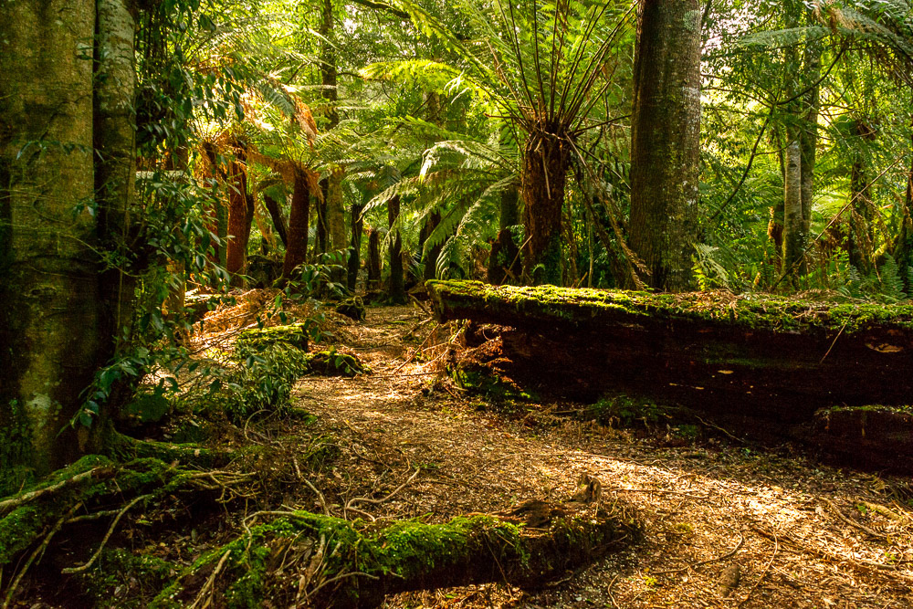 Giant Tree-ferns line this forest walk off the road to St Columbia.