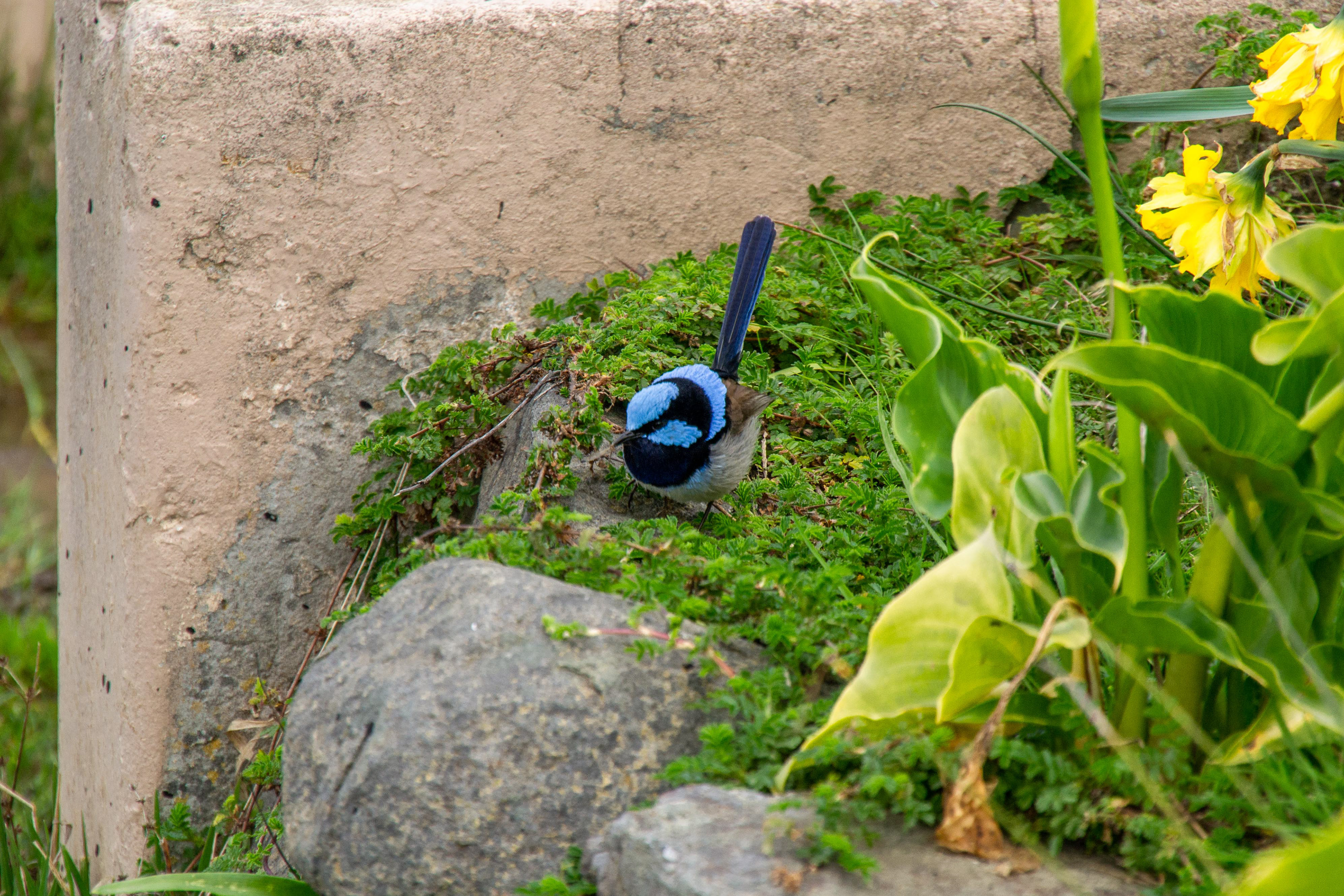 A Superb Fairy-Wren searches un the garden