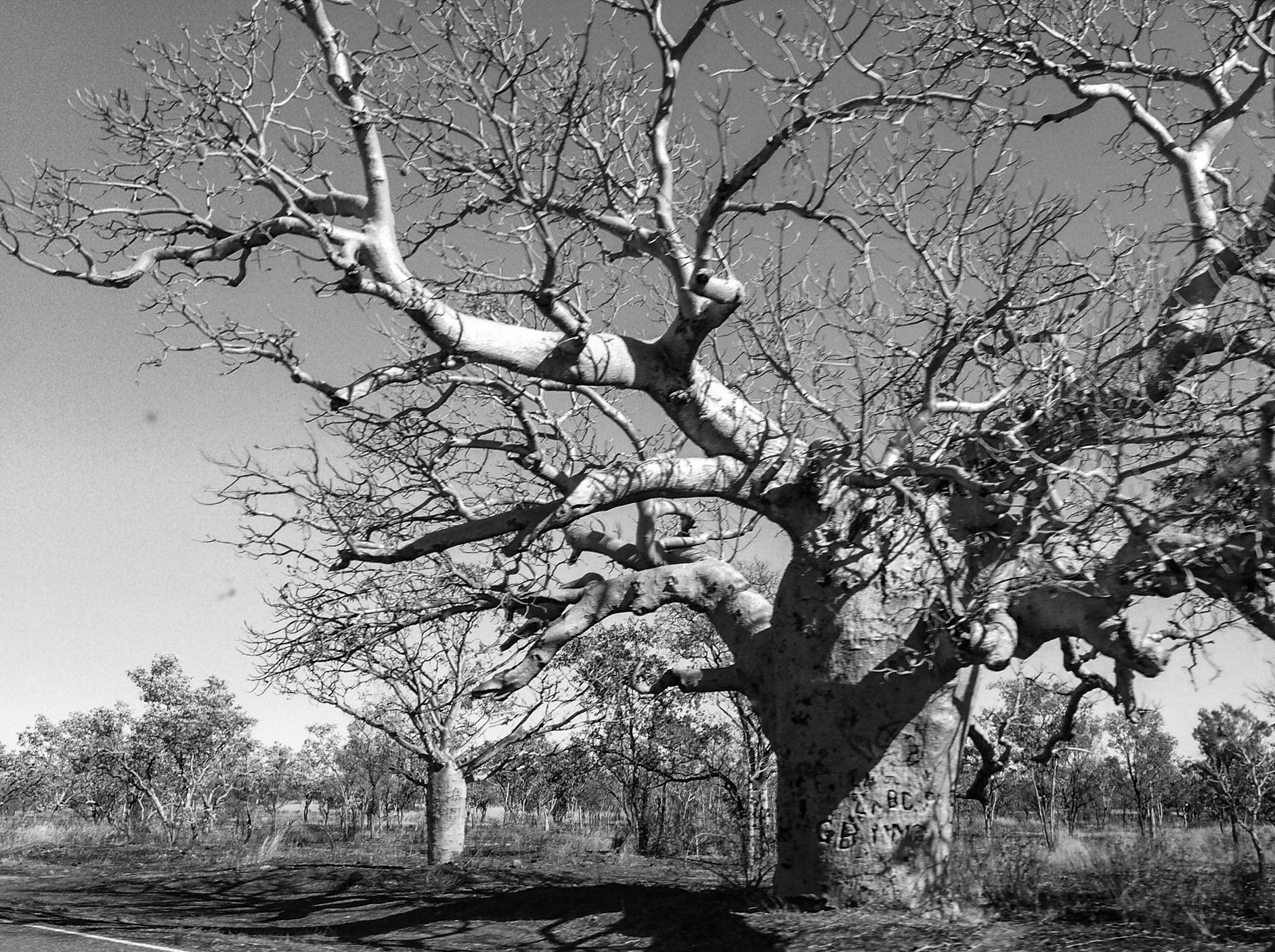 ............. amazing shapes of the famous Boab Tree, no two alike