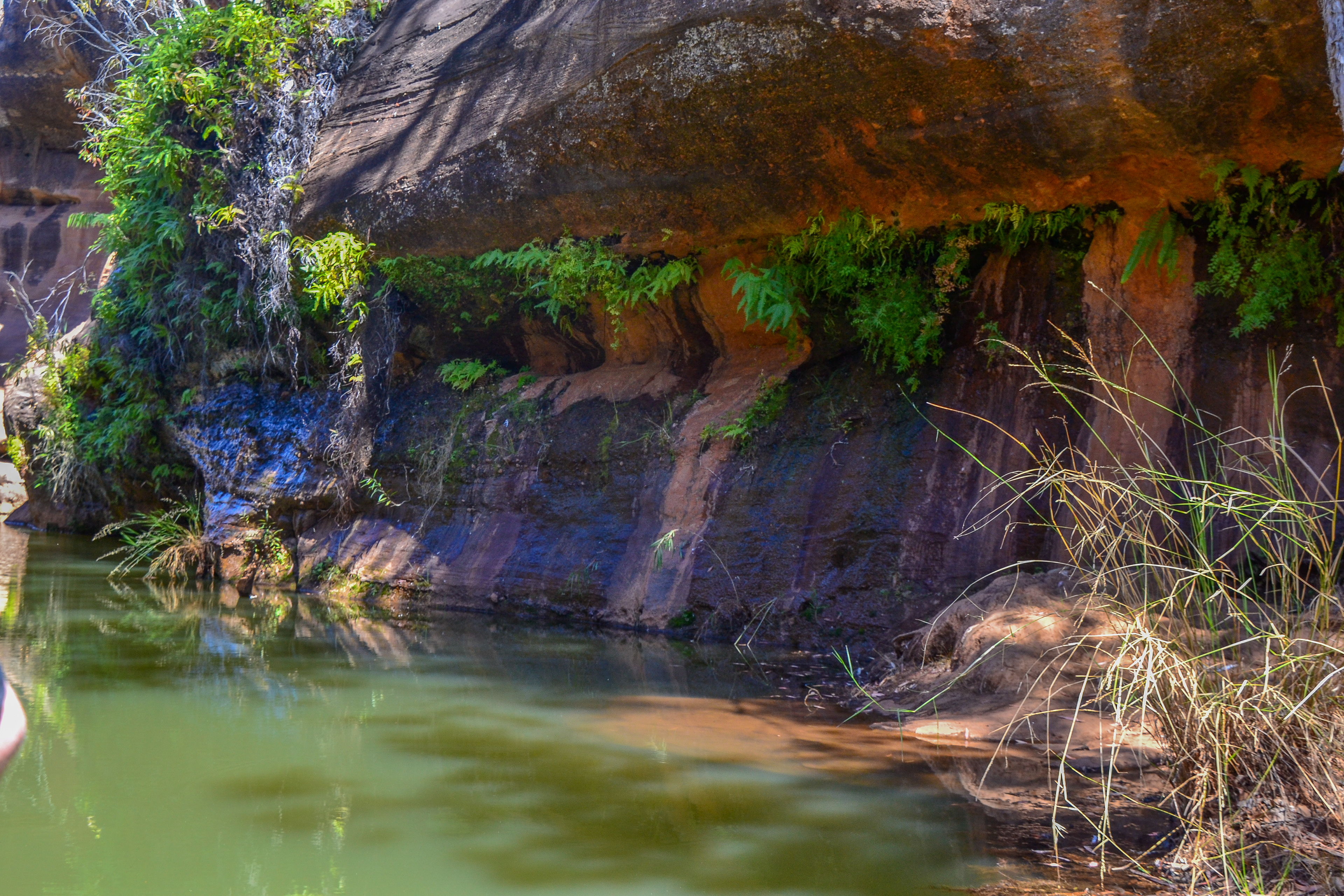 Ferns cling to the surface as groundwater seeps from between the sandstone layers.