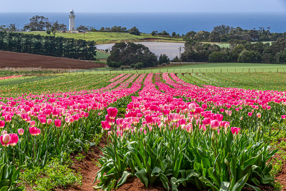 A swathe of pink Tulips directs towards Table Cape Lighthouse perched on the edge of 180m high cliffs.