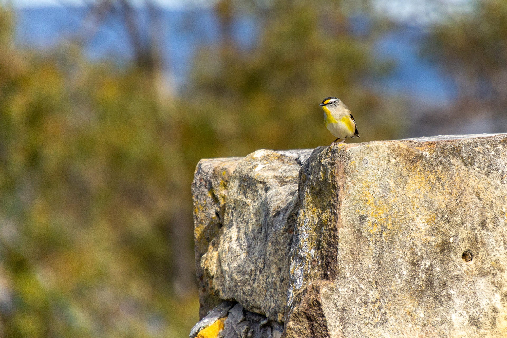 A Stirated Pardalote perches on the sandstone wall.