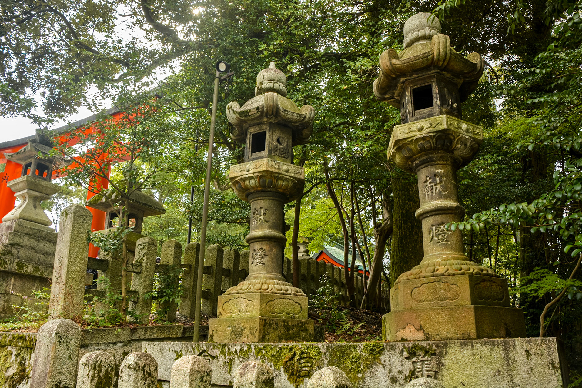 Moss covered stone lanterns adjacent the pathway heading towards Senbon Torii.