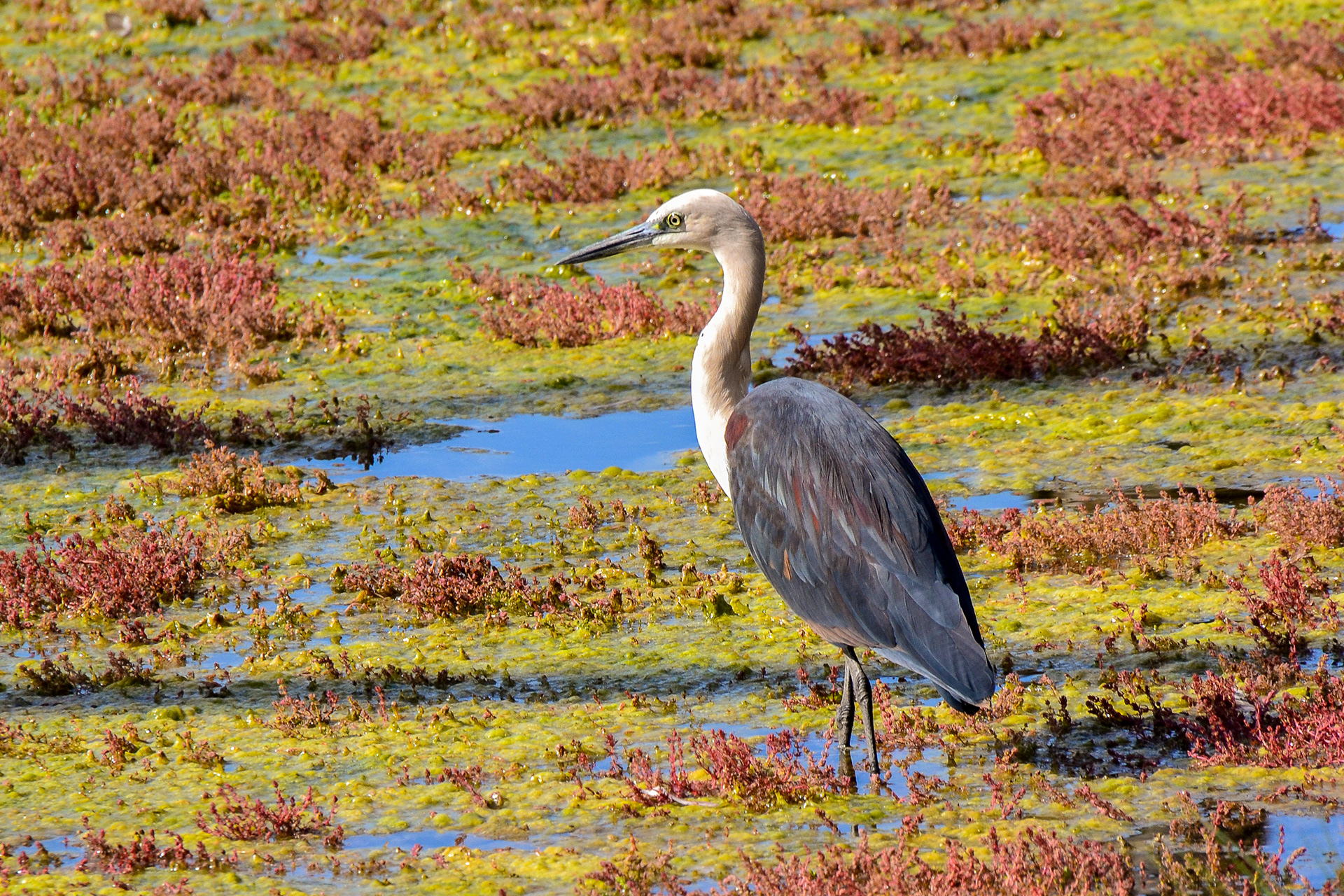 A White-necked Heron (also known as Pacific Heron) at Bedford Weir.