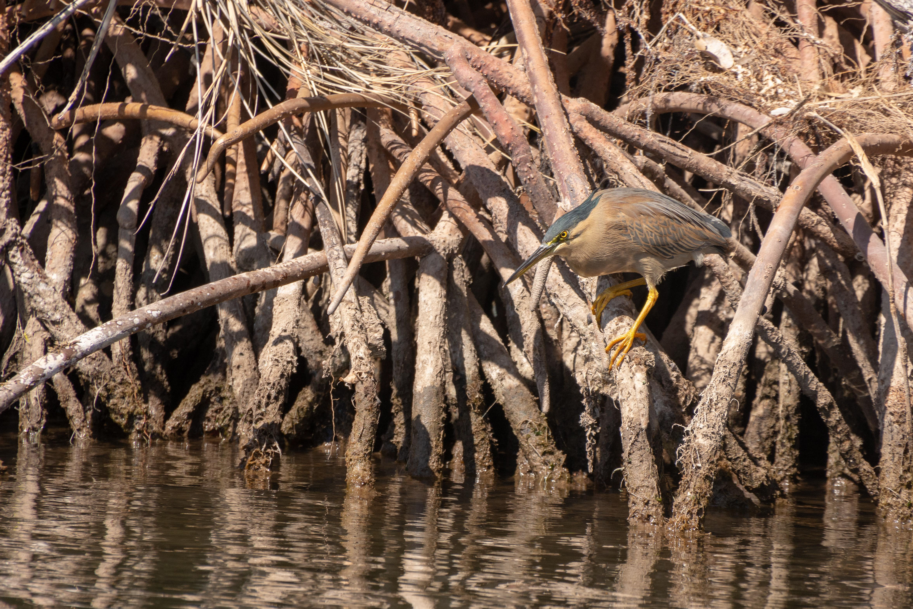 A Stirated Heron, also known as the Mangrove Heron or Mangrove Bittern. Seen here among the mangroves in Yardie Ck.