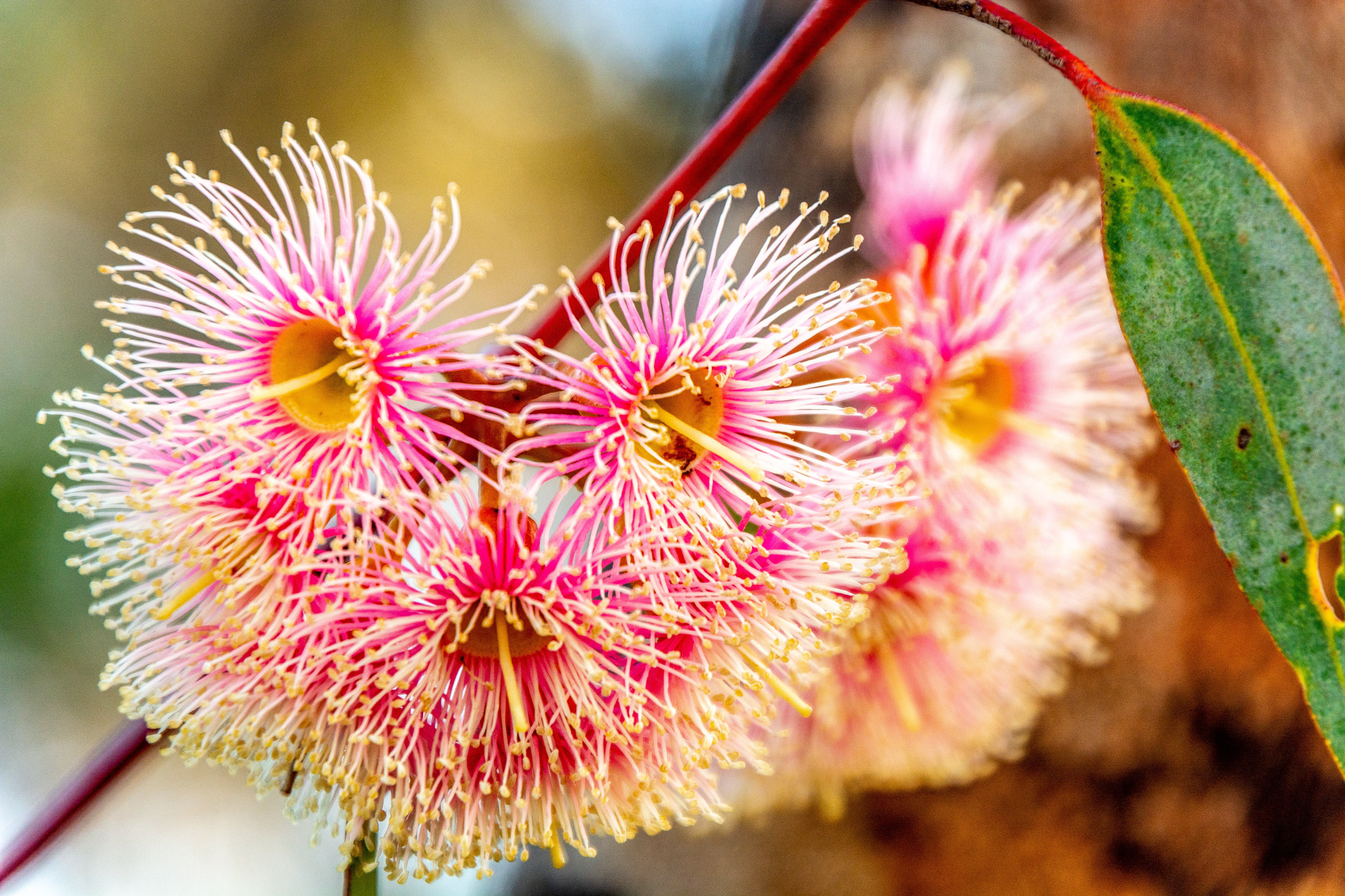 Spectacular but delacite pink blooms of the Eucalypt tree